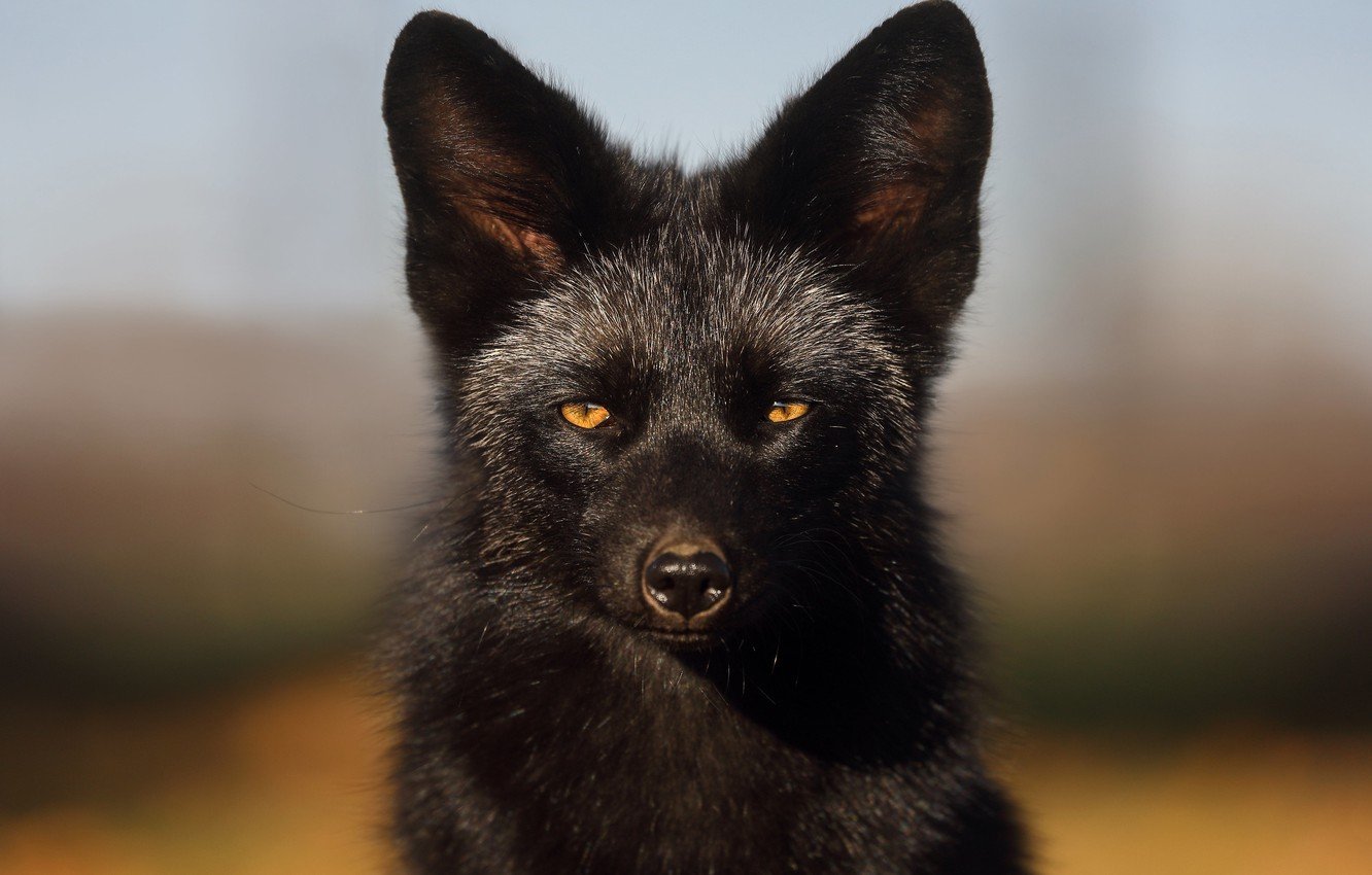 черная лиса фото животного