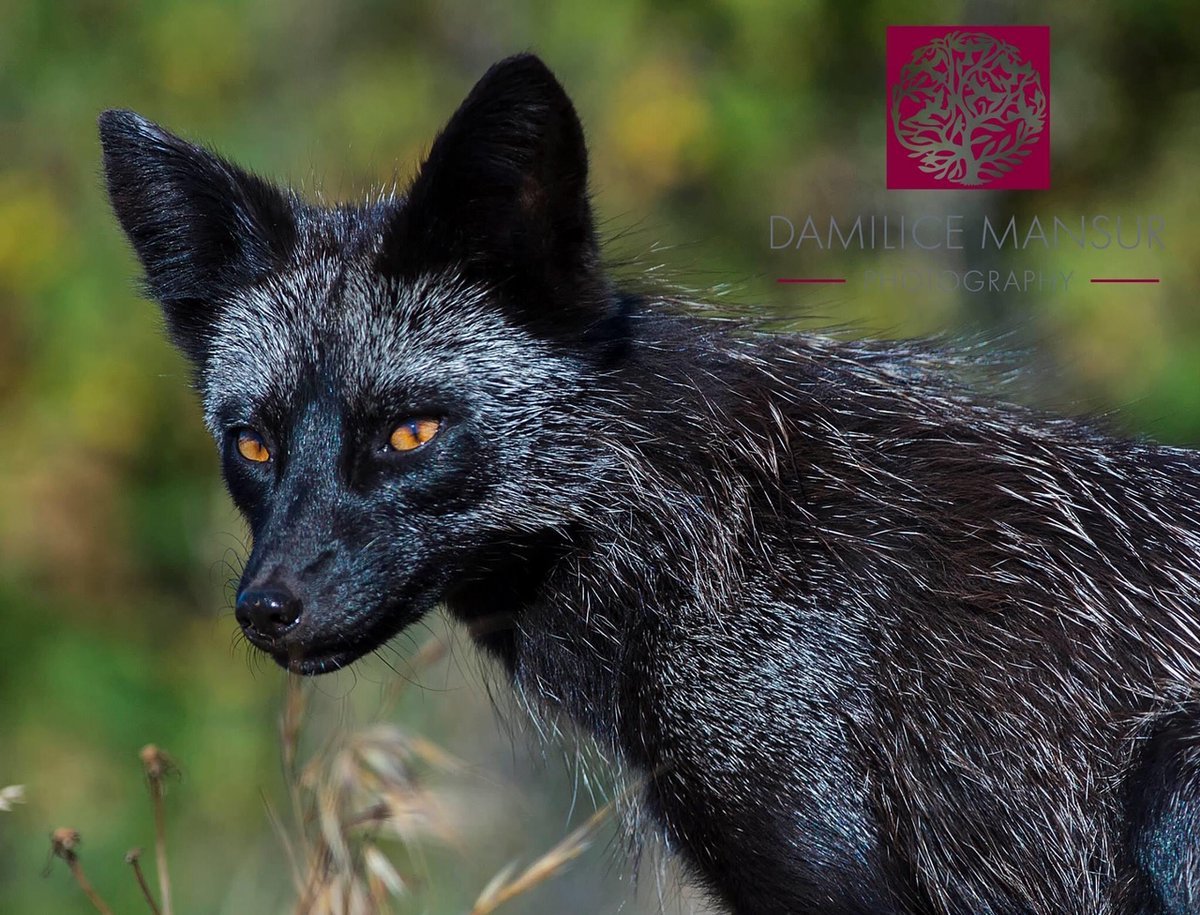 Black Fox чёрная лиса