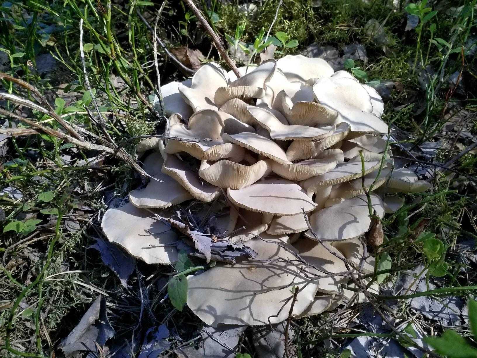 Вешенки грибы как растут в лесу фото