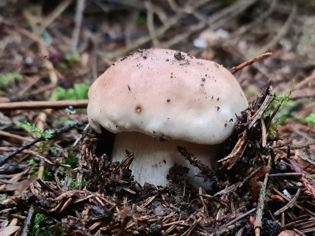 Съедобные грибы Волгоградской области
