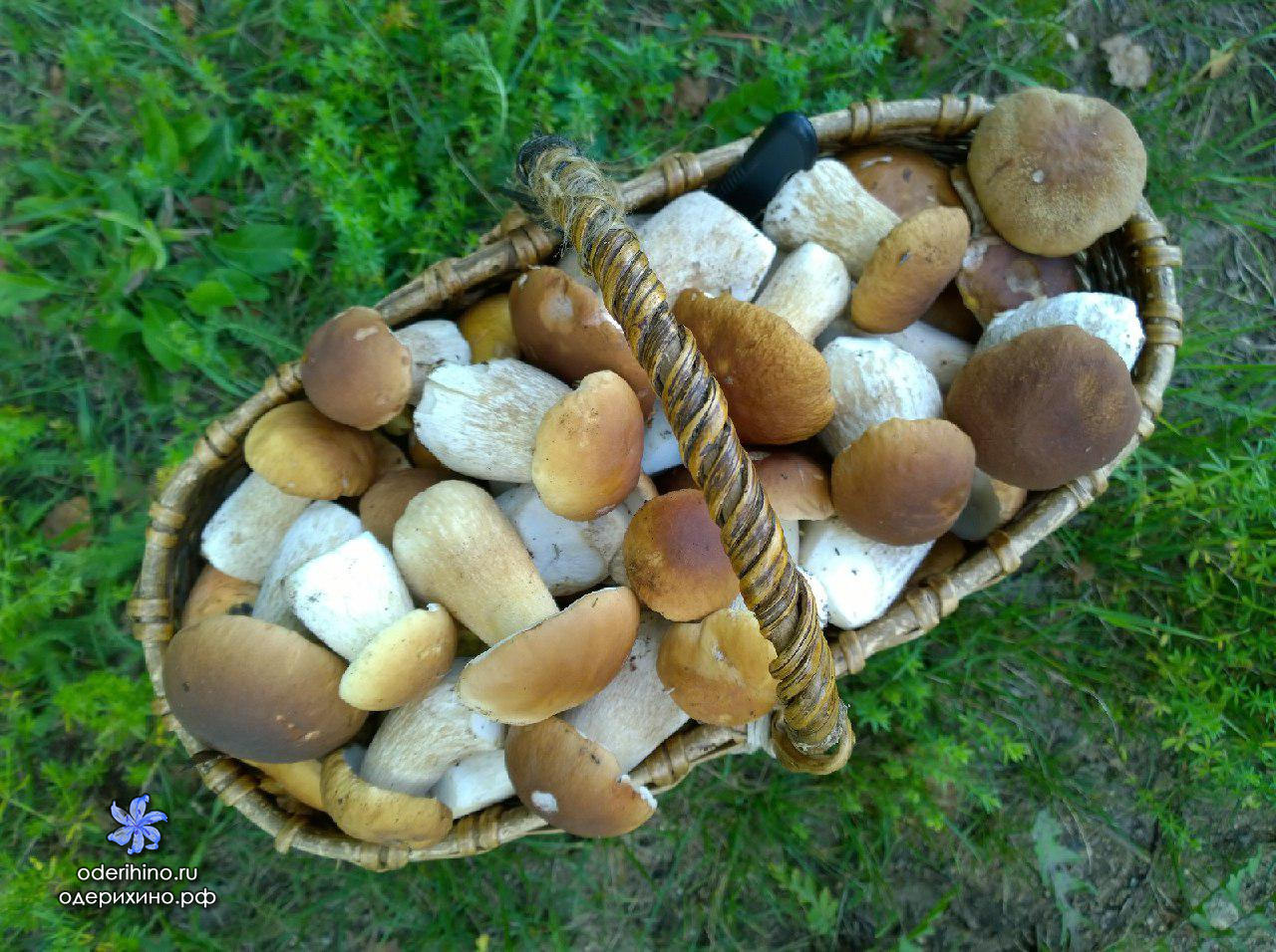 Белые грибы Ярославская область