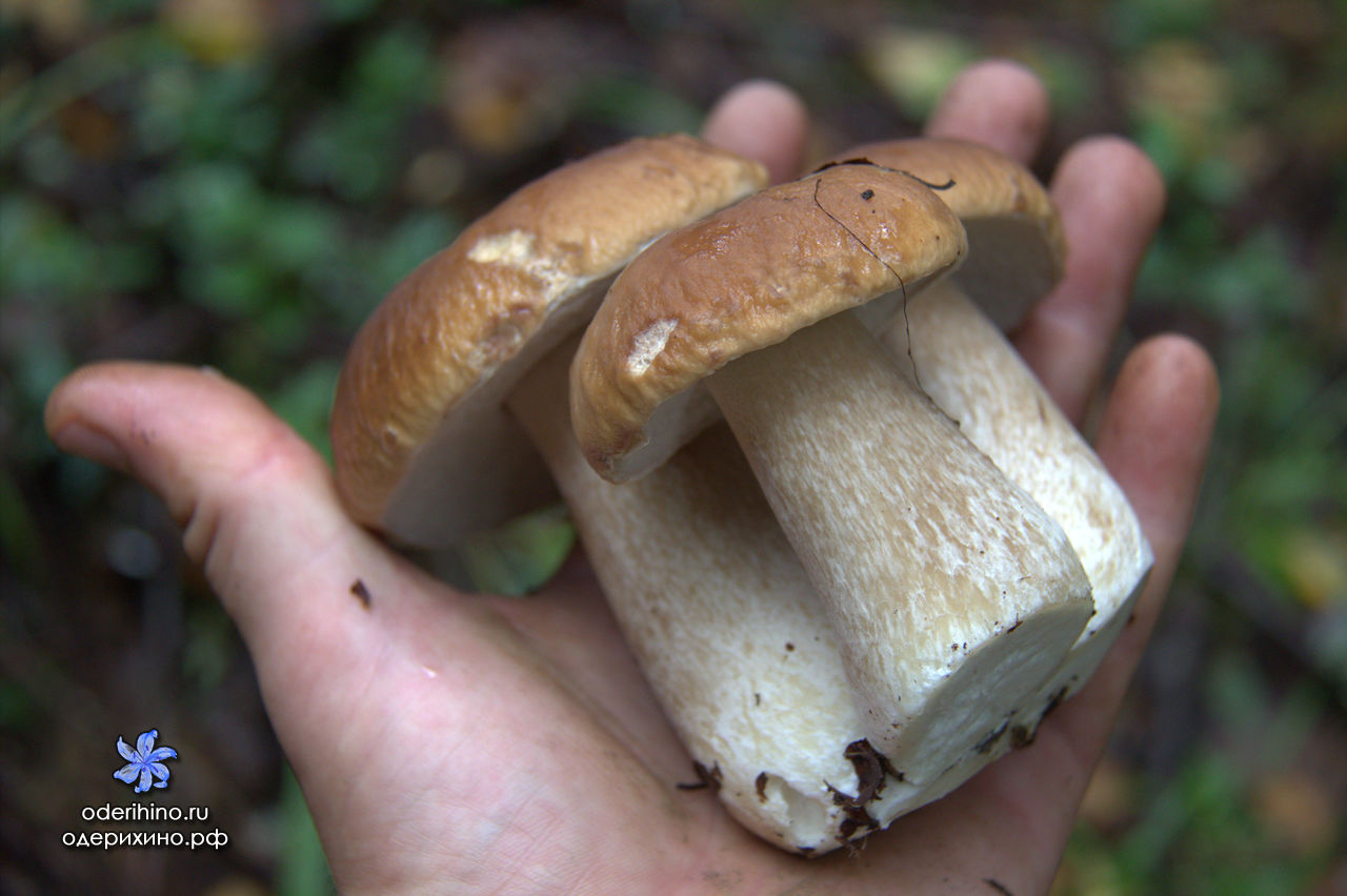 Белый гриб в Омской области