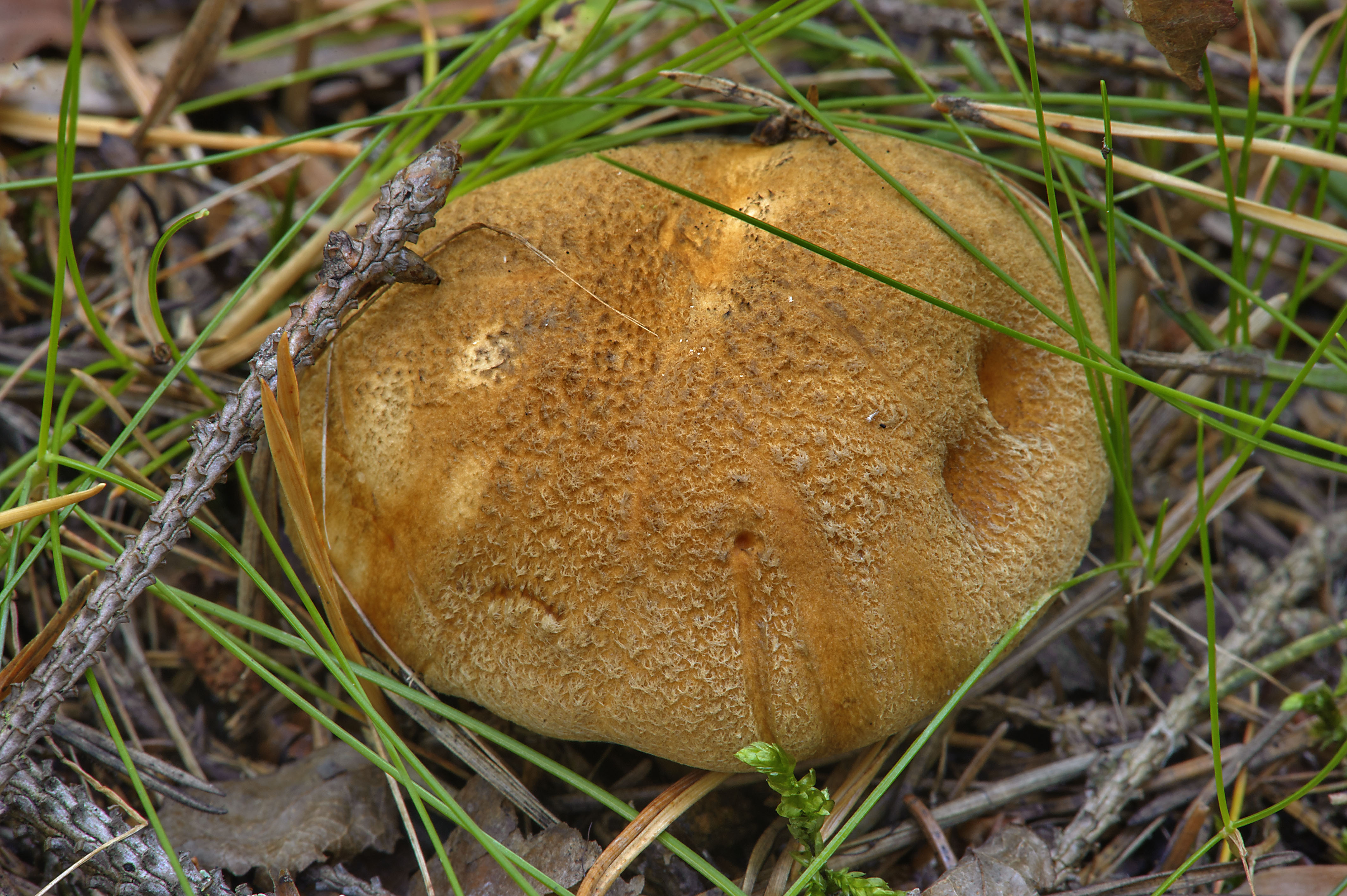 Трубчатые грибы маслята
