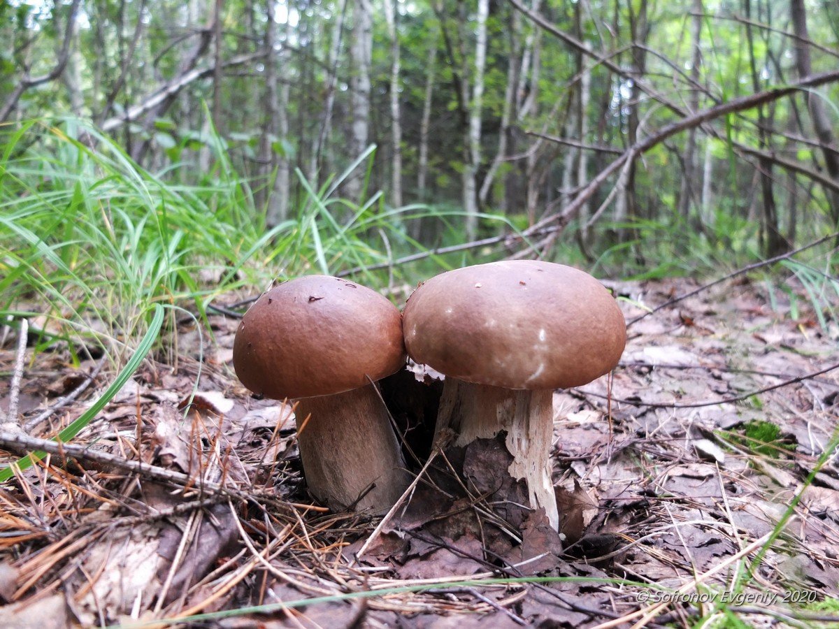 Съедобные грибы Ярославской области
