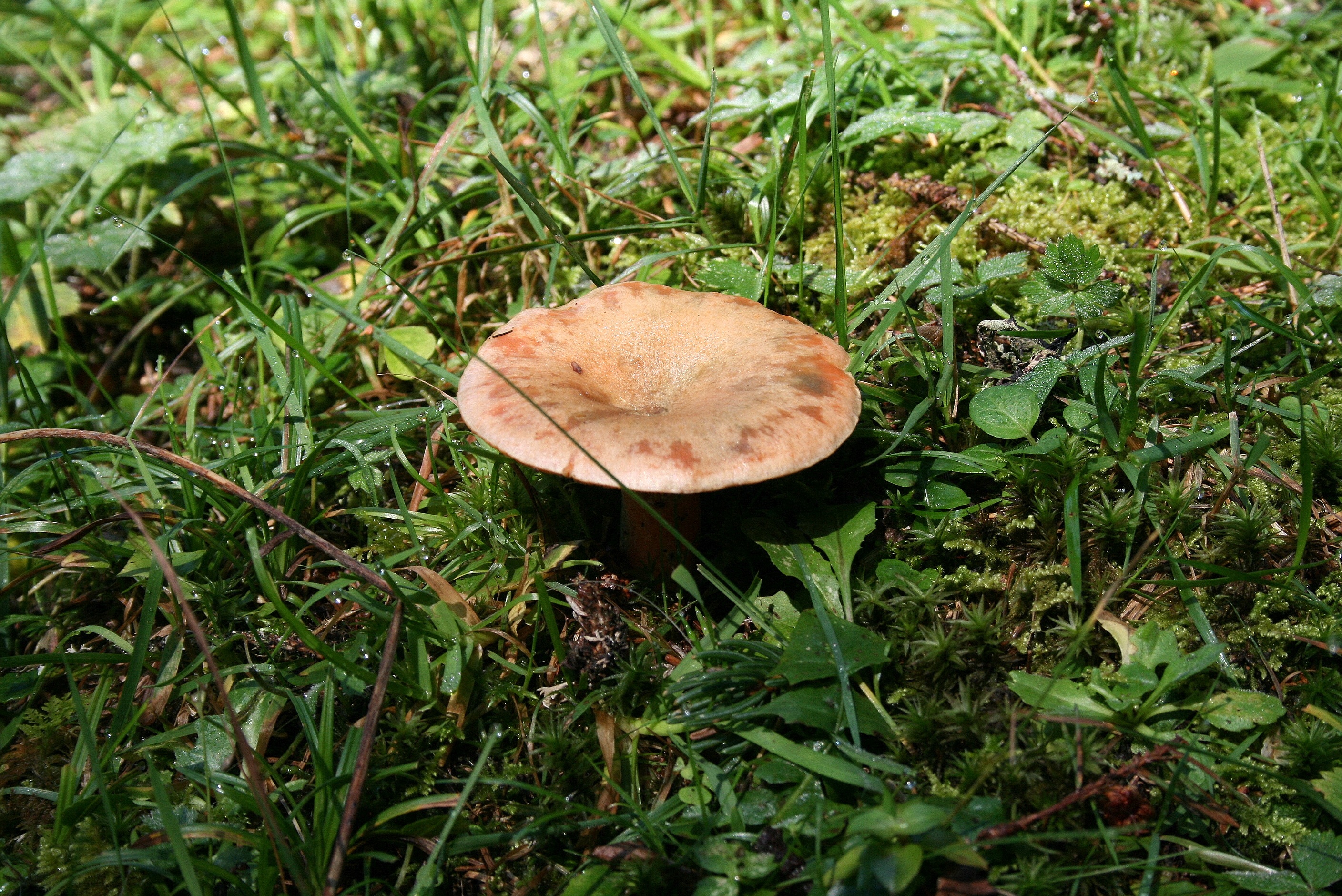 Съедобные грибы в Бурятии