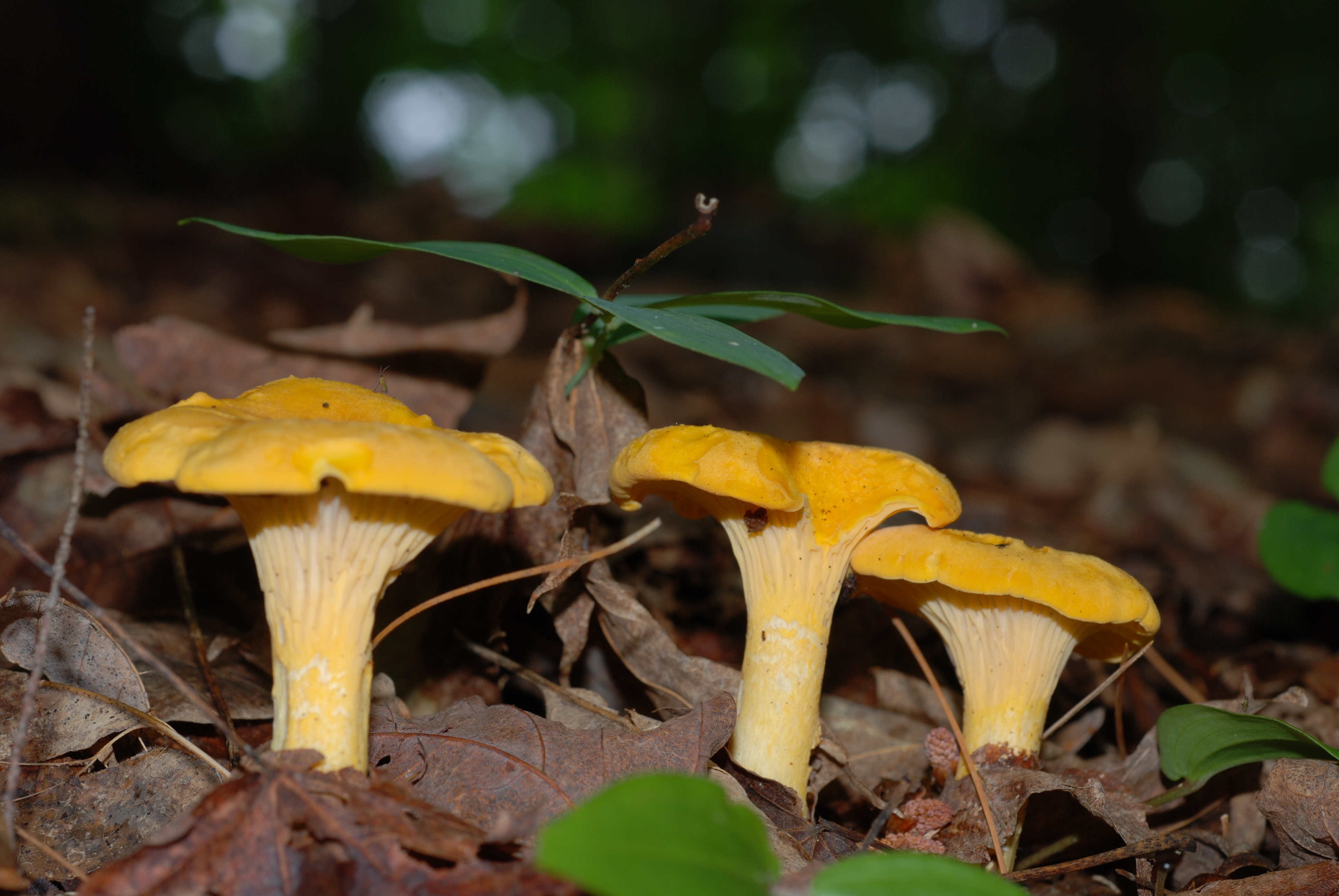 Съедобные грибы Ярославской области
