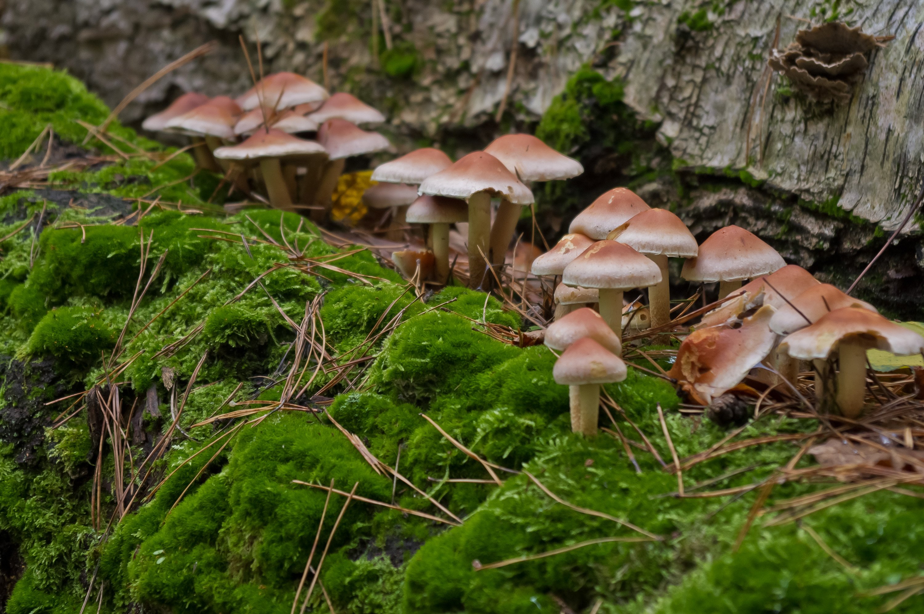 Сахалинские съедобные грибы