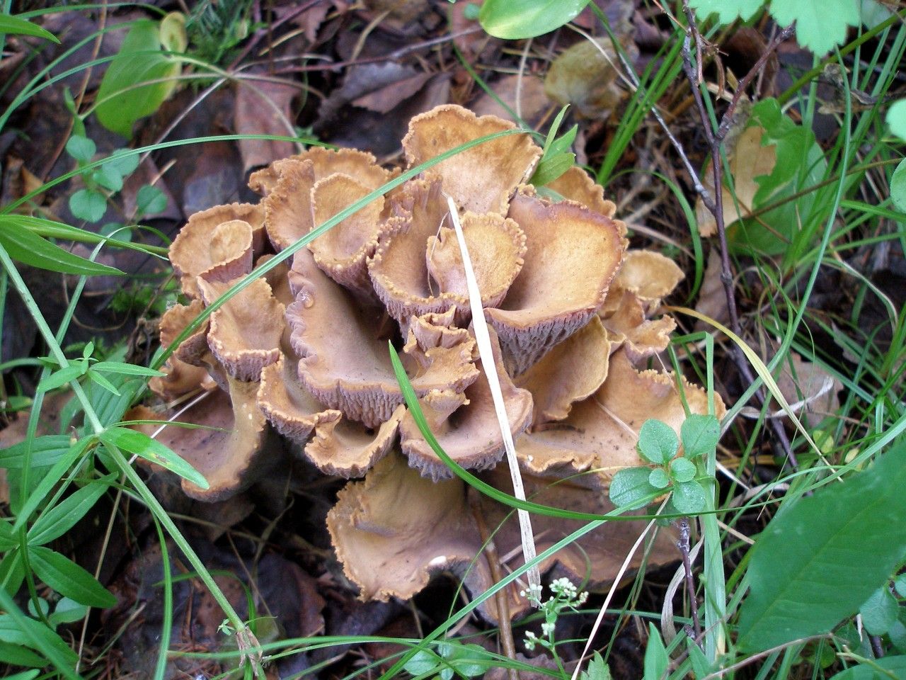 Медвежьи ушки грибы