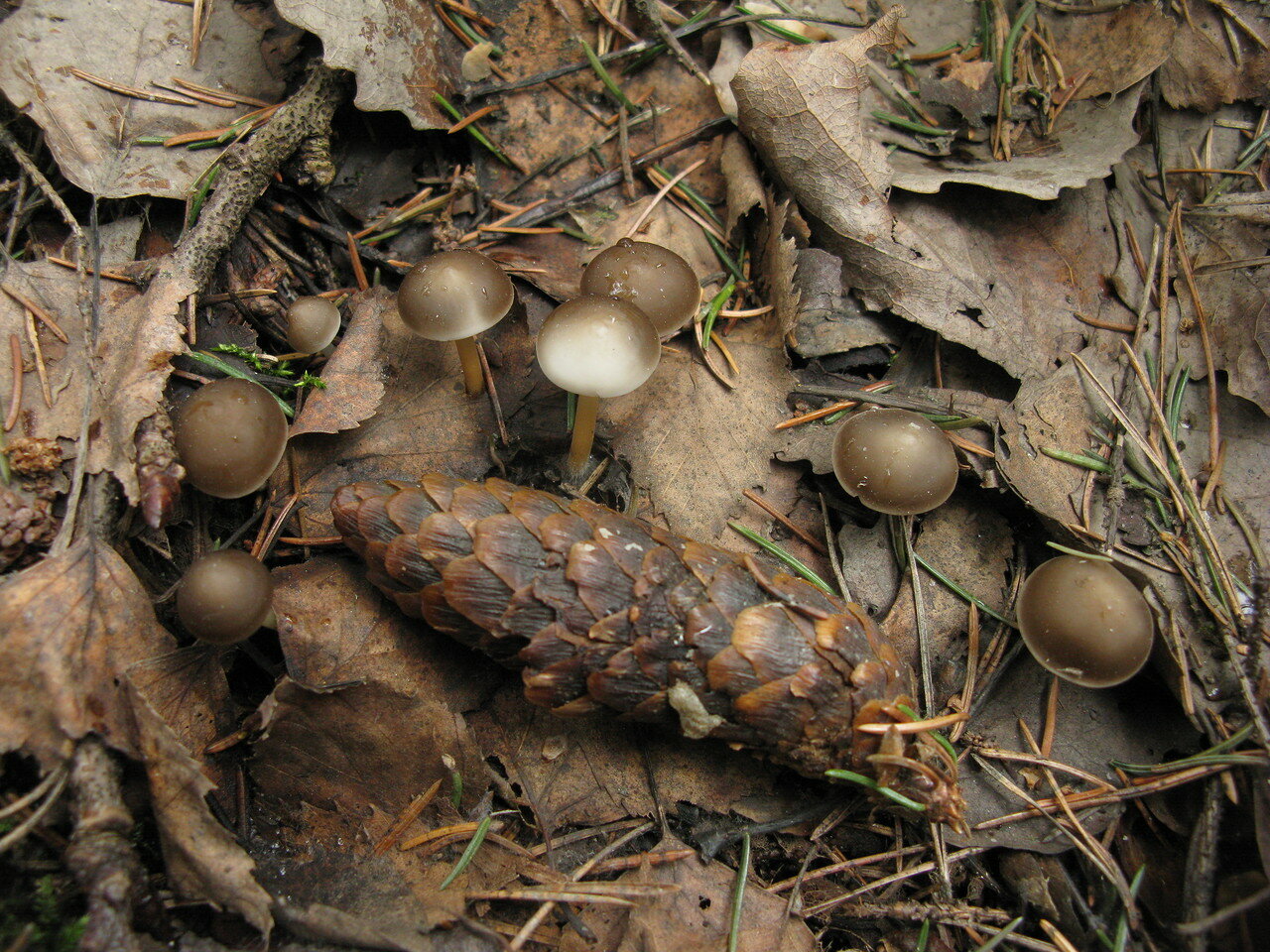 Первый гриб весной название. Стробилюрус съедобный (Strobilurus esculentus). Весенние грибы съедобные. Ранние грибы. Ранние съедобные грибы.