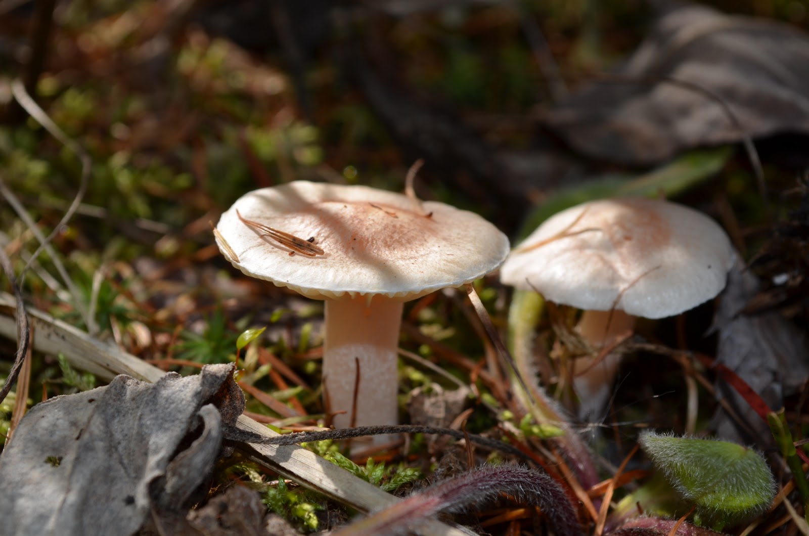 Осенние грибы Сахалина фото