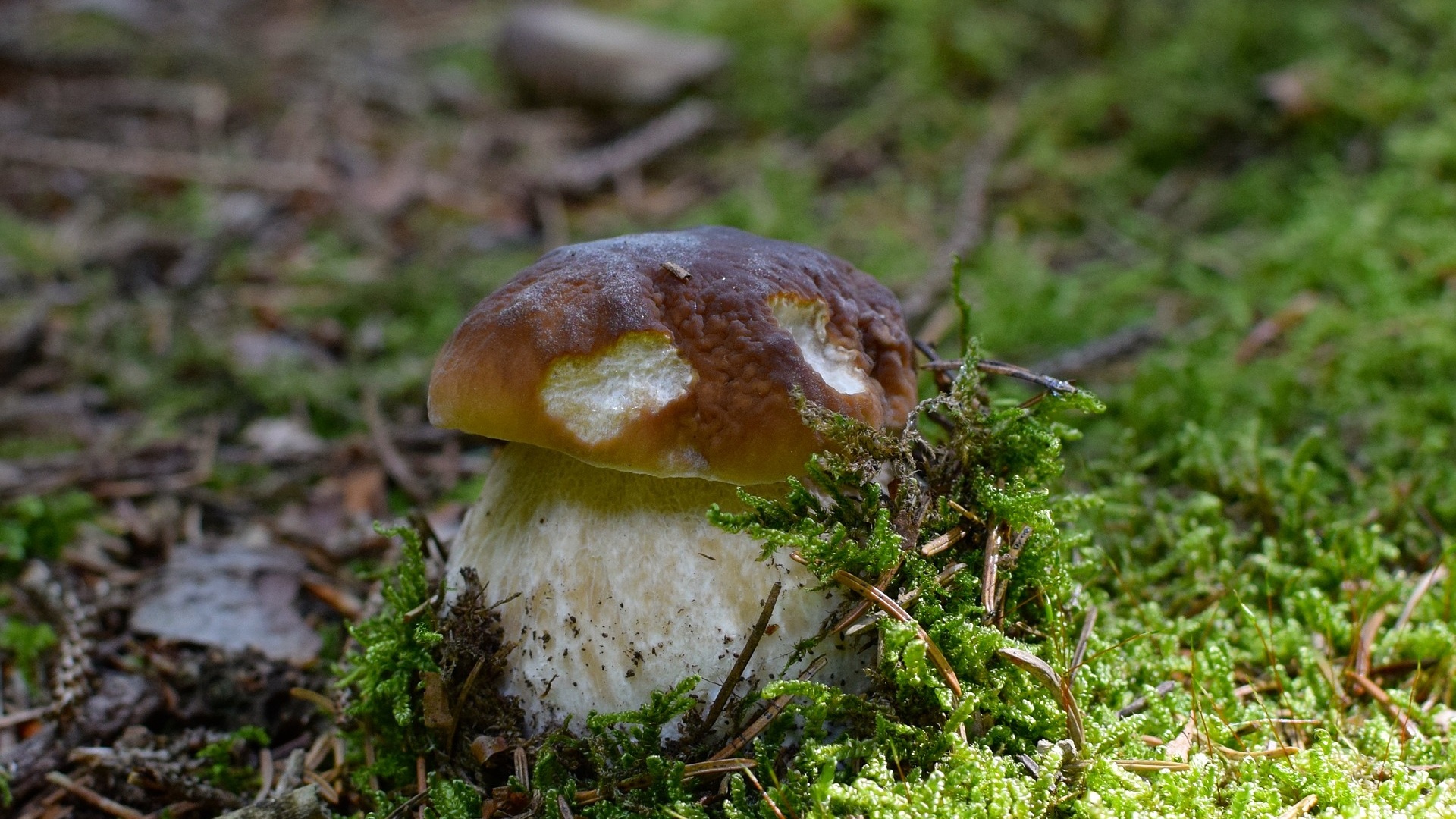Благородные грибы