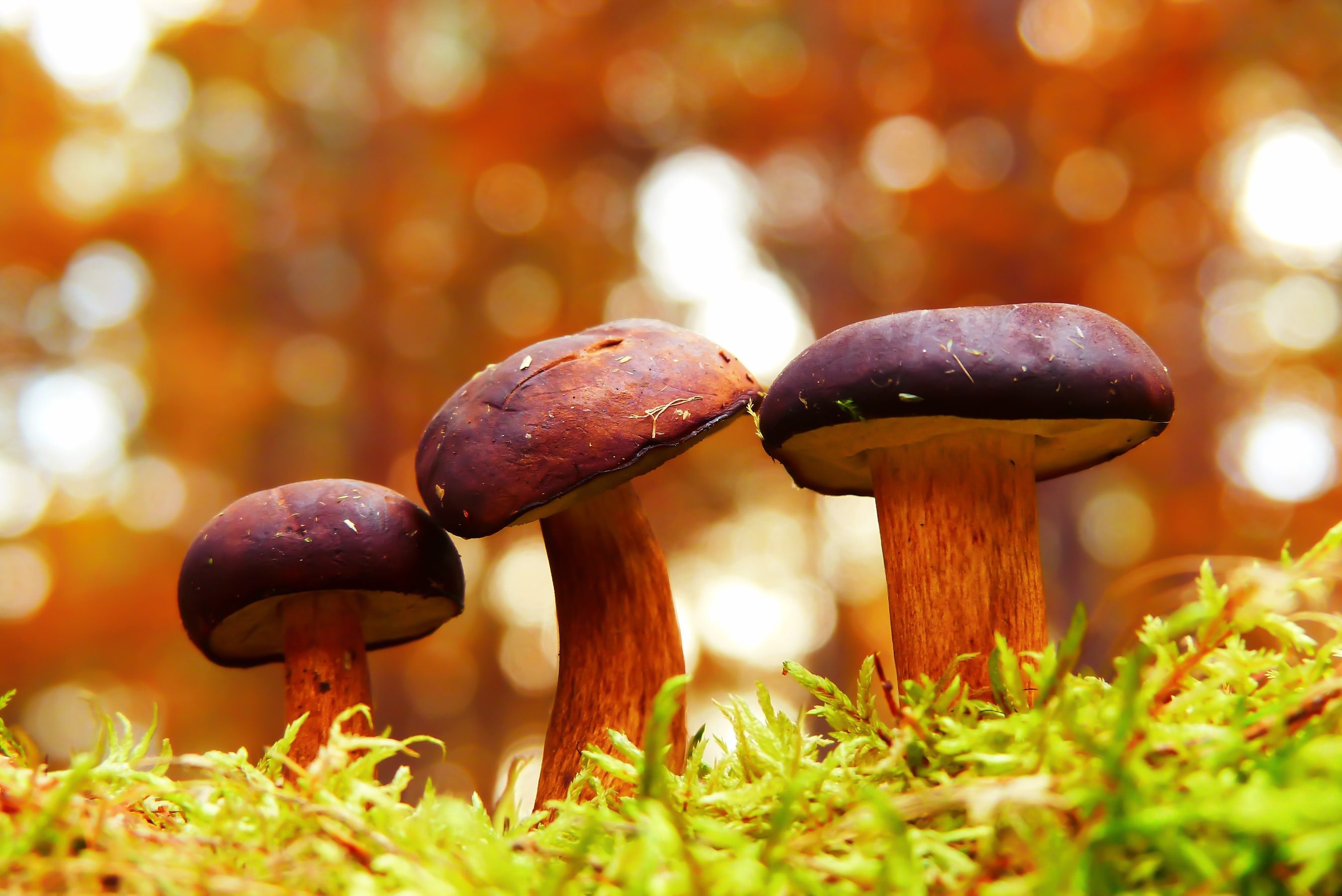 фото благородных грибов с названиями