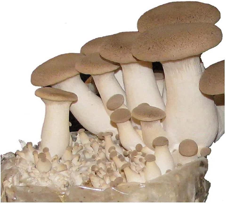 Эринги, Королевская вешенка, Степной белый гриб