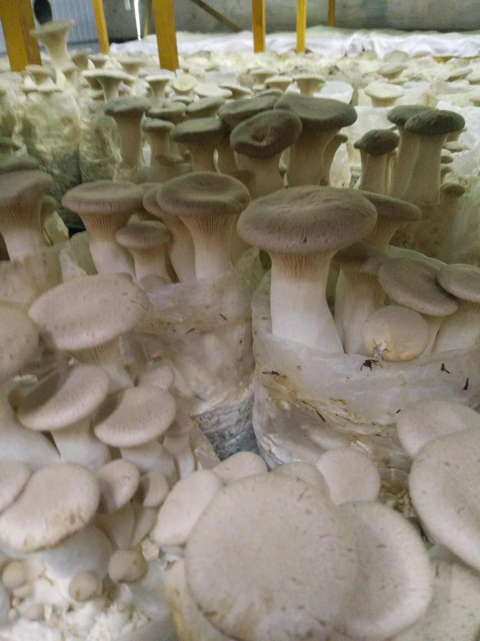 грибы эринги рецепт отзывы с фото
