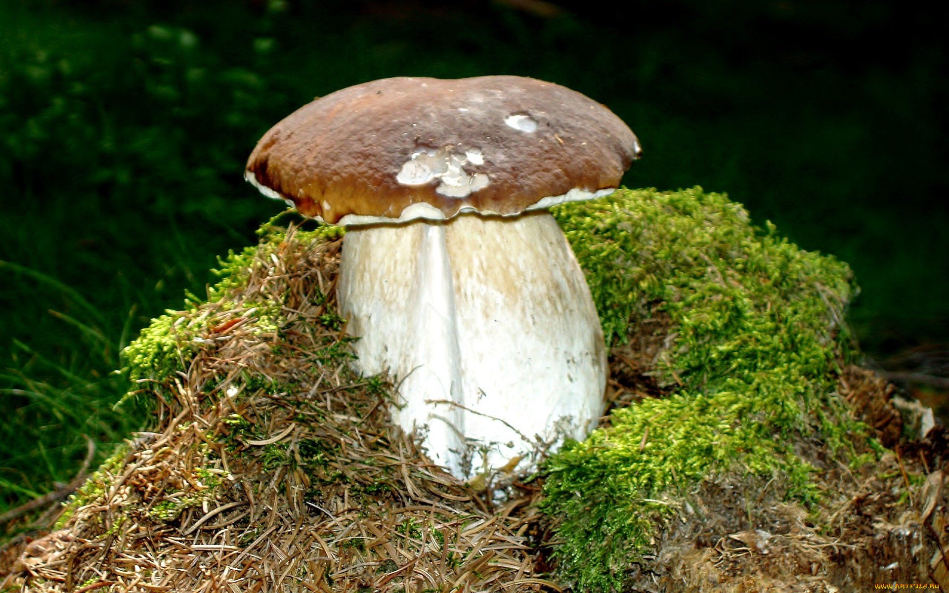 Белый гриб с мхом на прозрачном фоне
