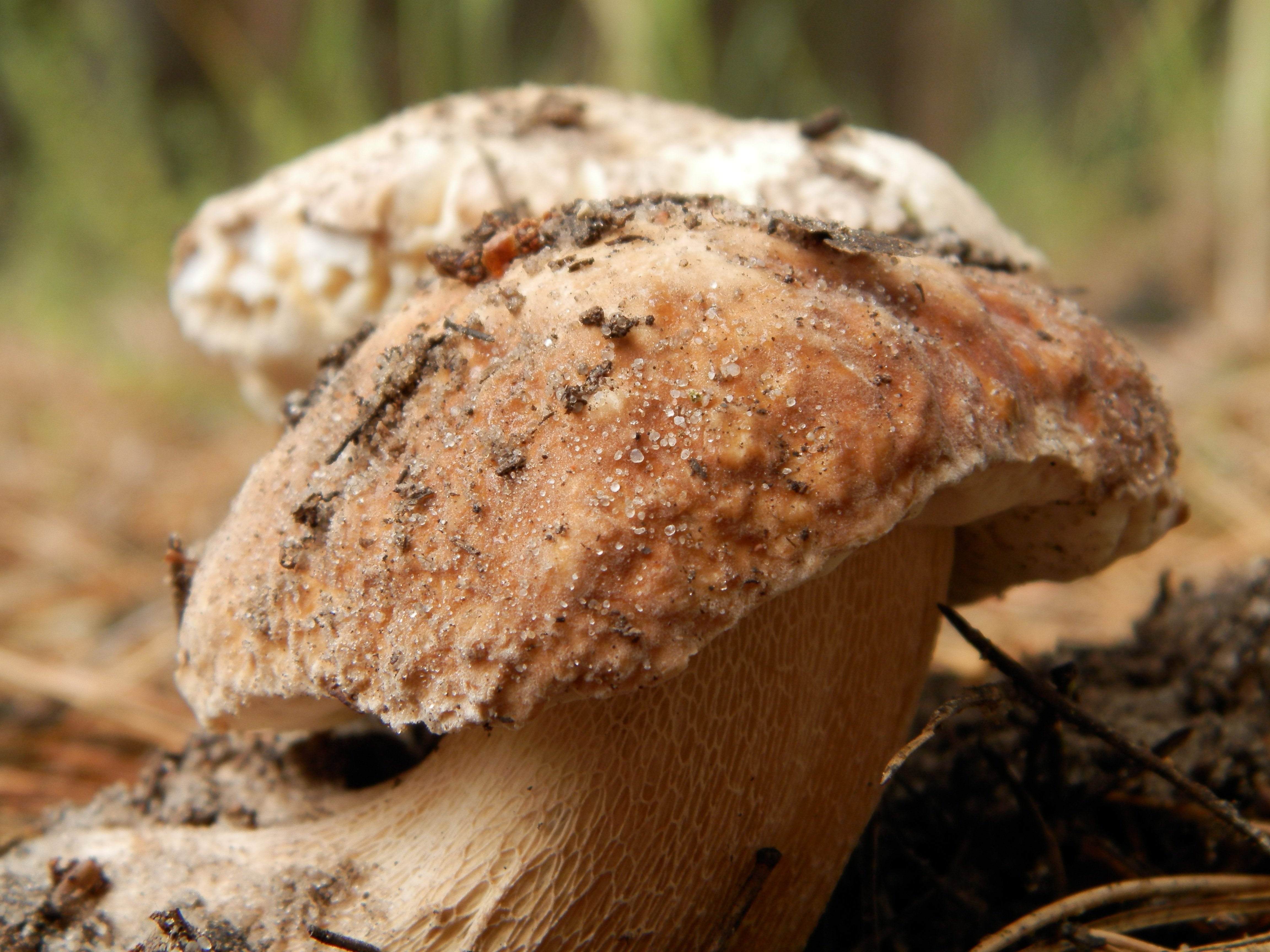 Съедобные грибы крупным планом