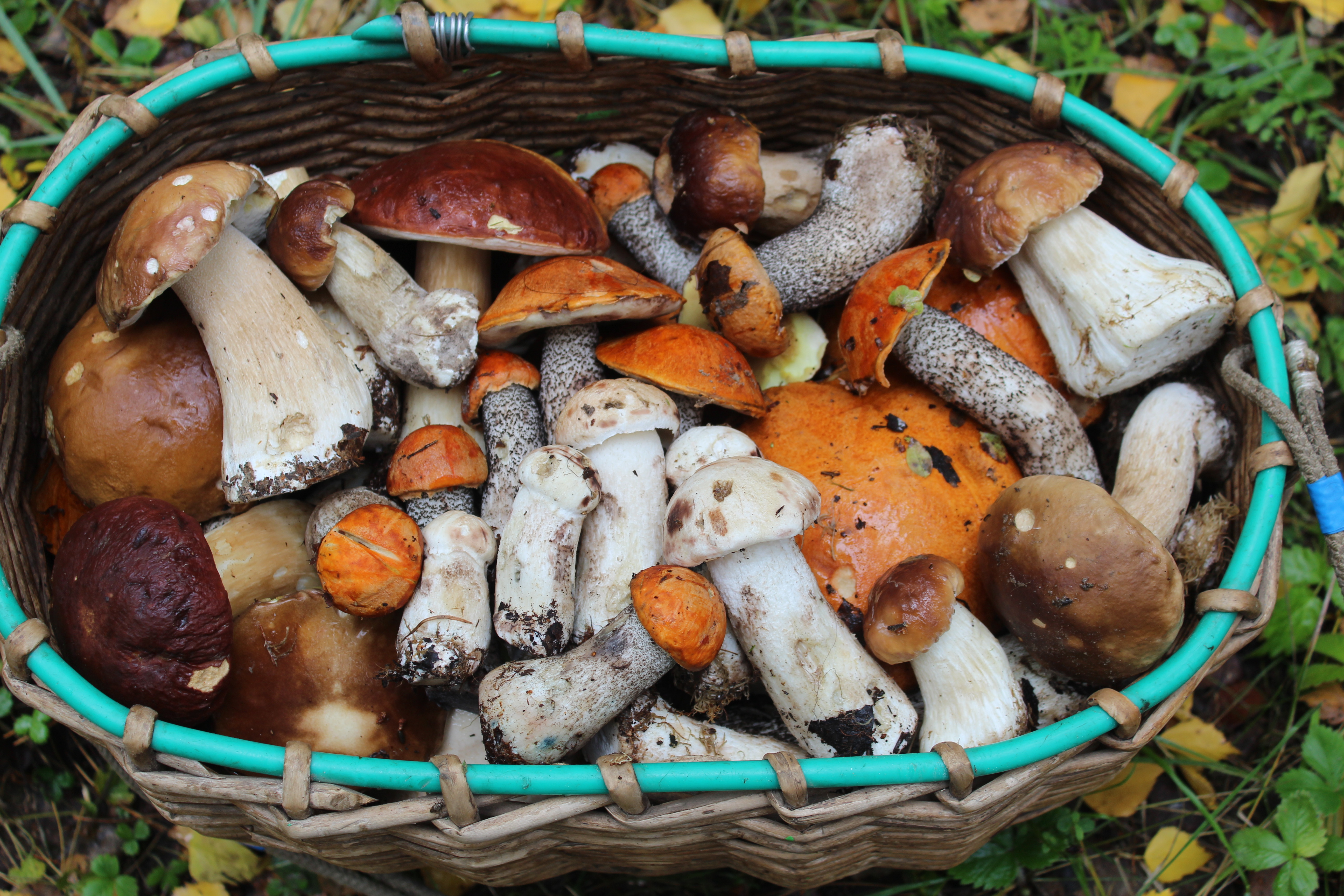 Где можно найти красноголовики и белые грибы в г. Новозыбкове