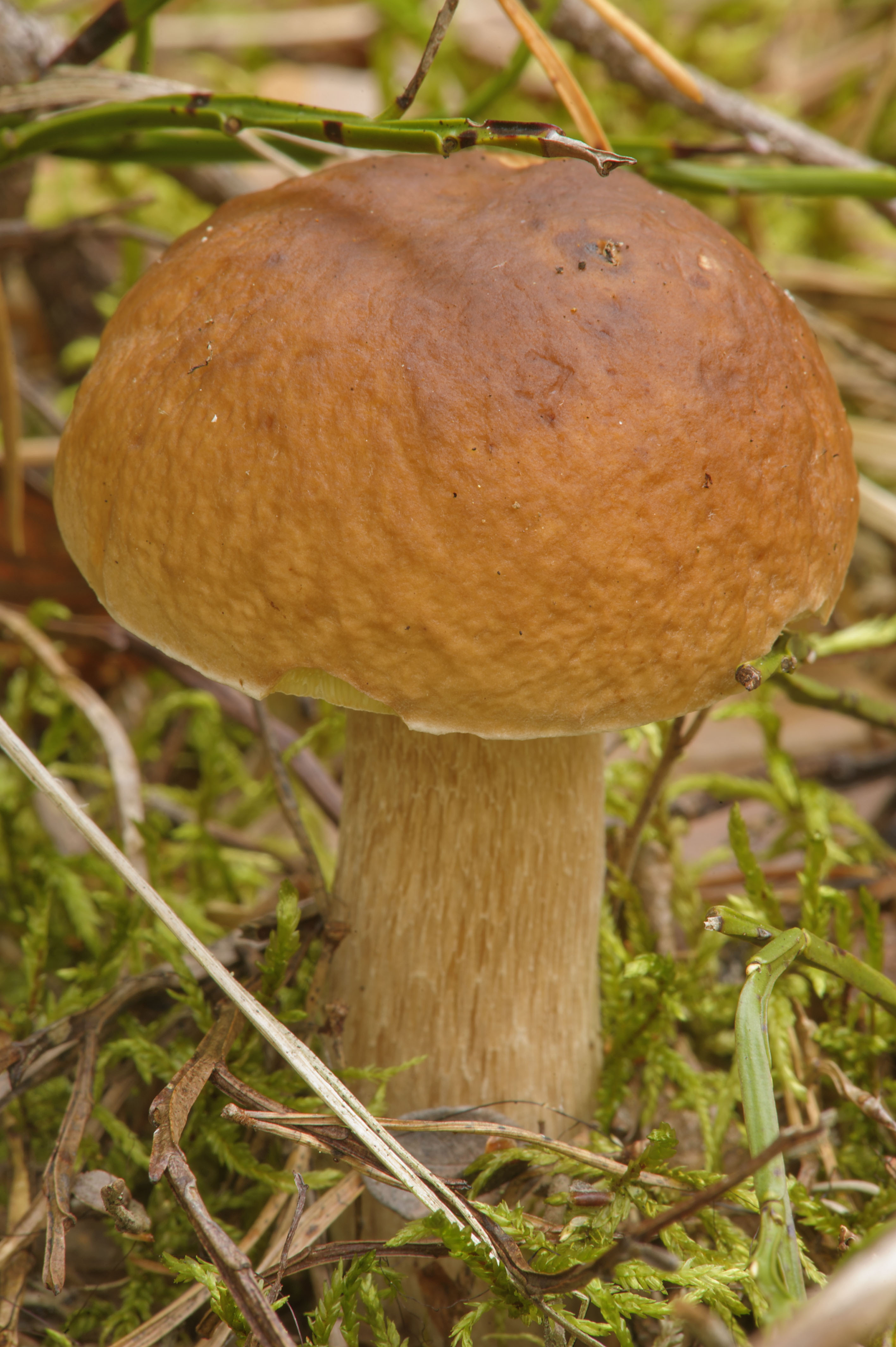 Белопольский гриб