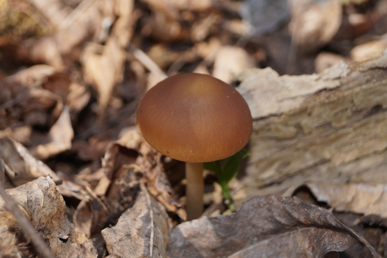 Первые грибы весной