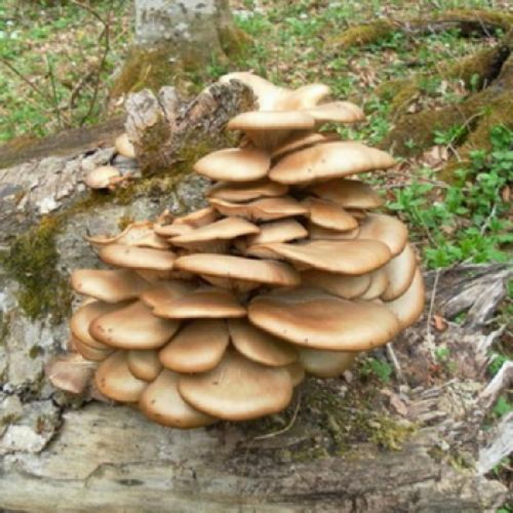 Гливи грибы