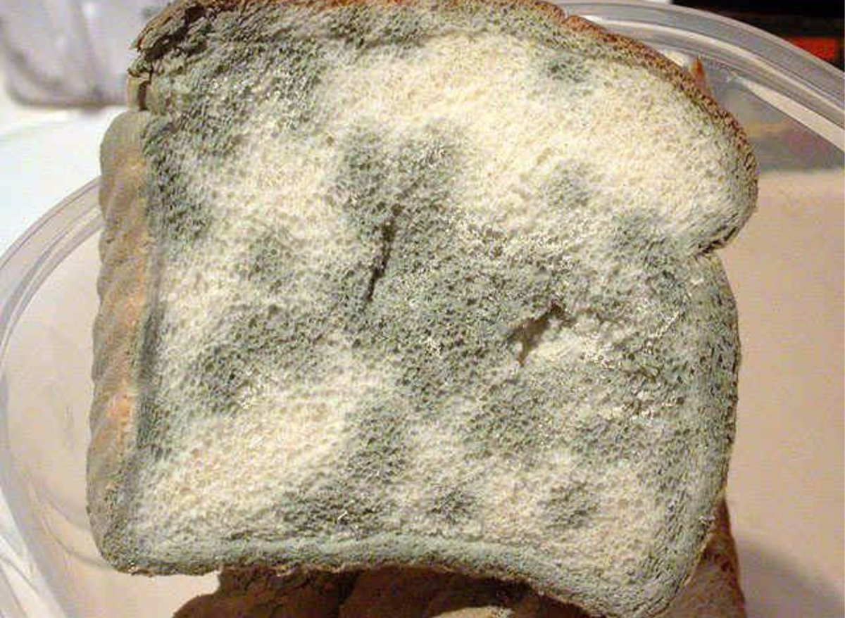 Плесень на белом хлебе фото