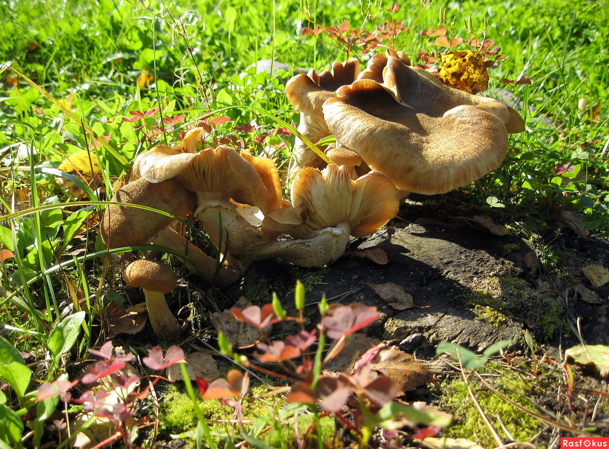 Осенние грибы Северо Запада
