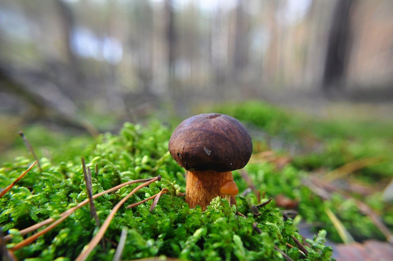Съедобные грибы в лесу