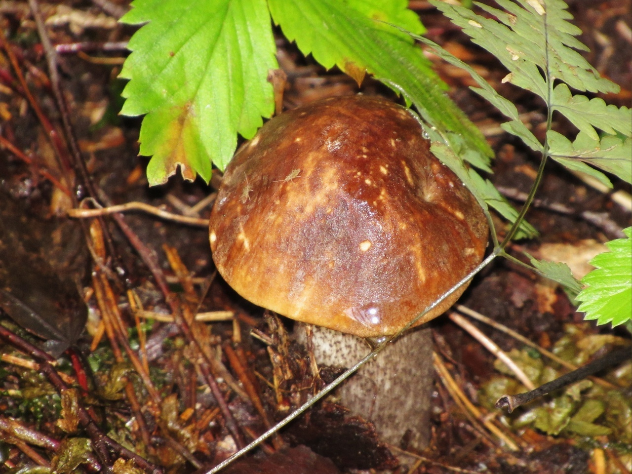 Фото лесных грибов