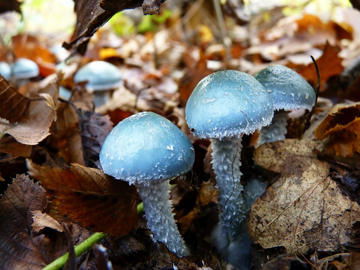 Строфария небесно-синяя гриб