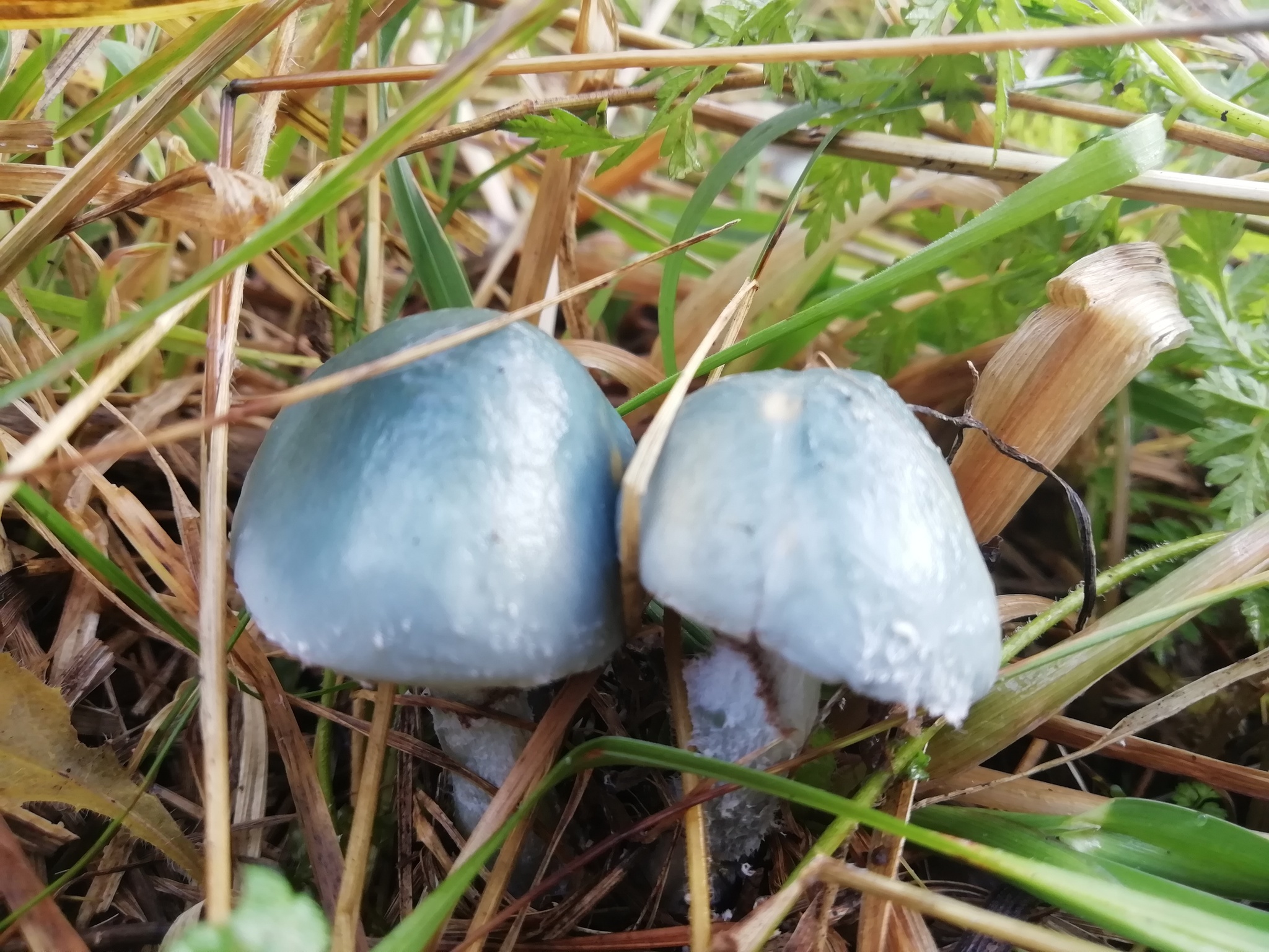 синий гриб съедобный фото
