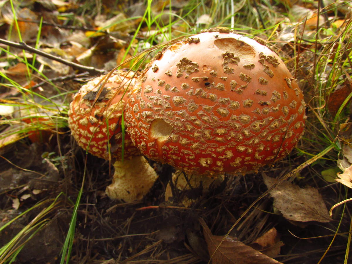 Красные грибы Подмосковье