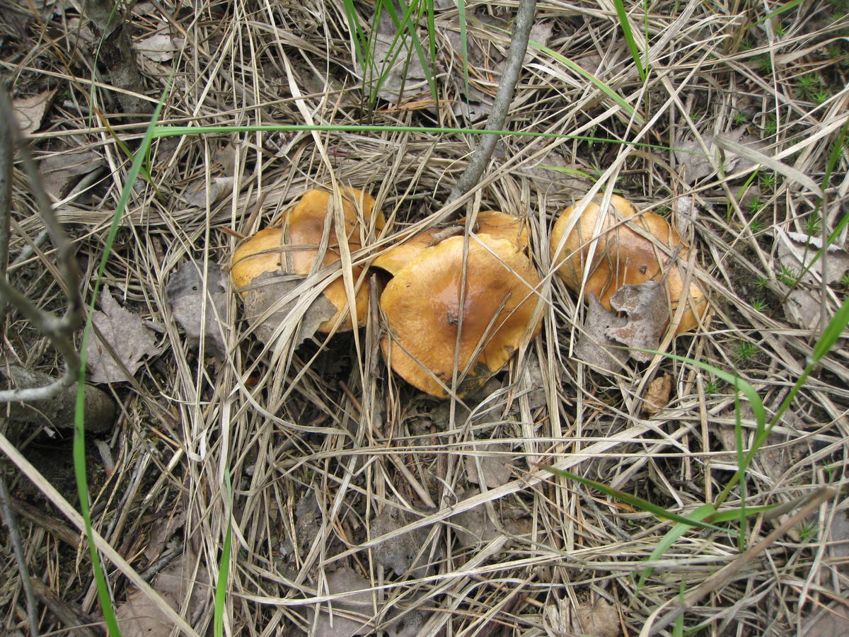 Краснокнижные грибы Московской области