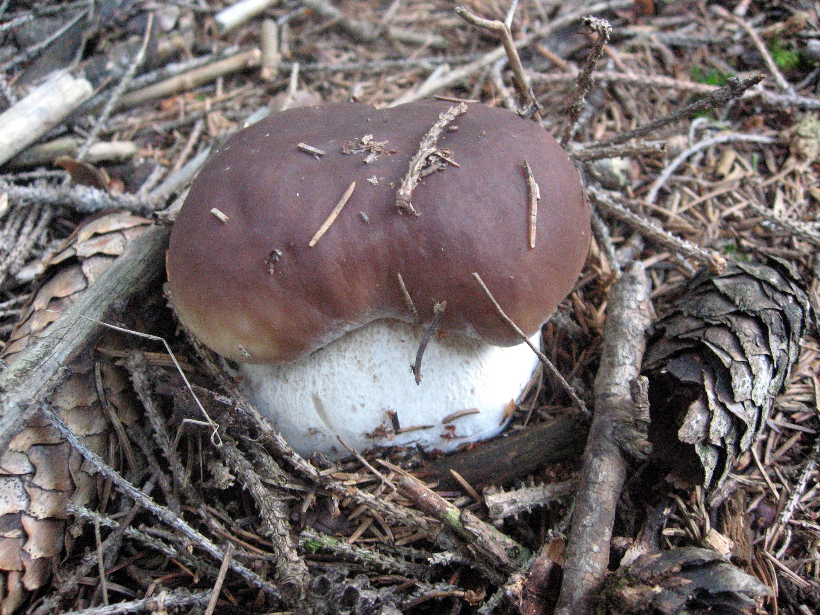 Мятые грибы