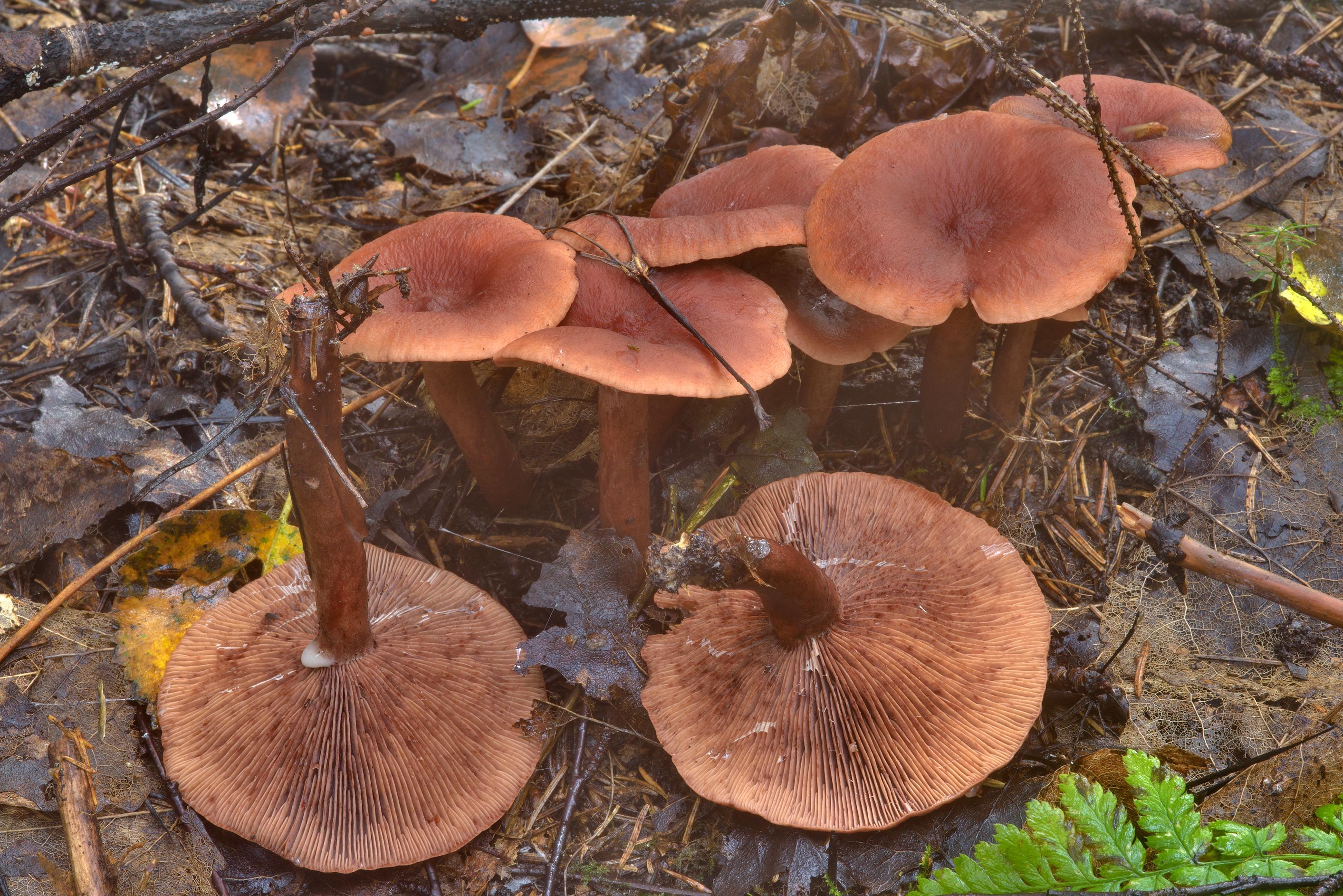 горькушки грибы фото съедобные и ложные