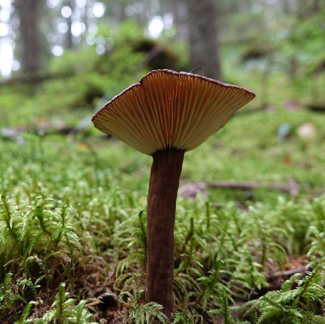 Млечник древесинный грибы