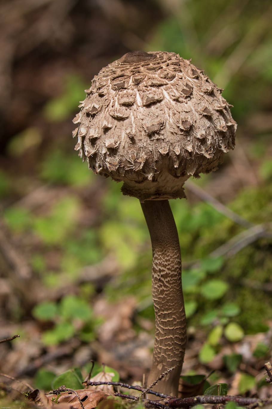 Леопардовый гриб фото