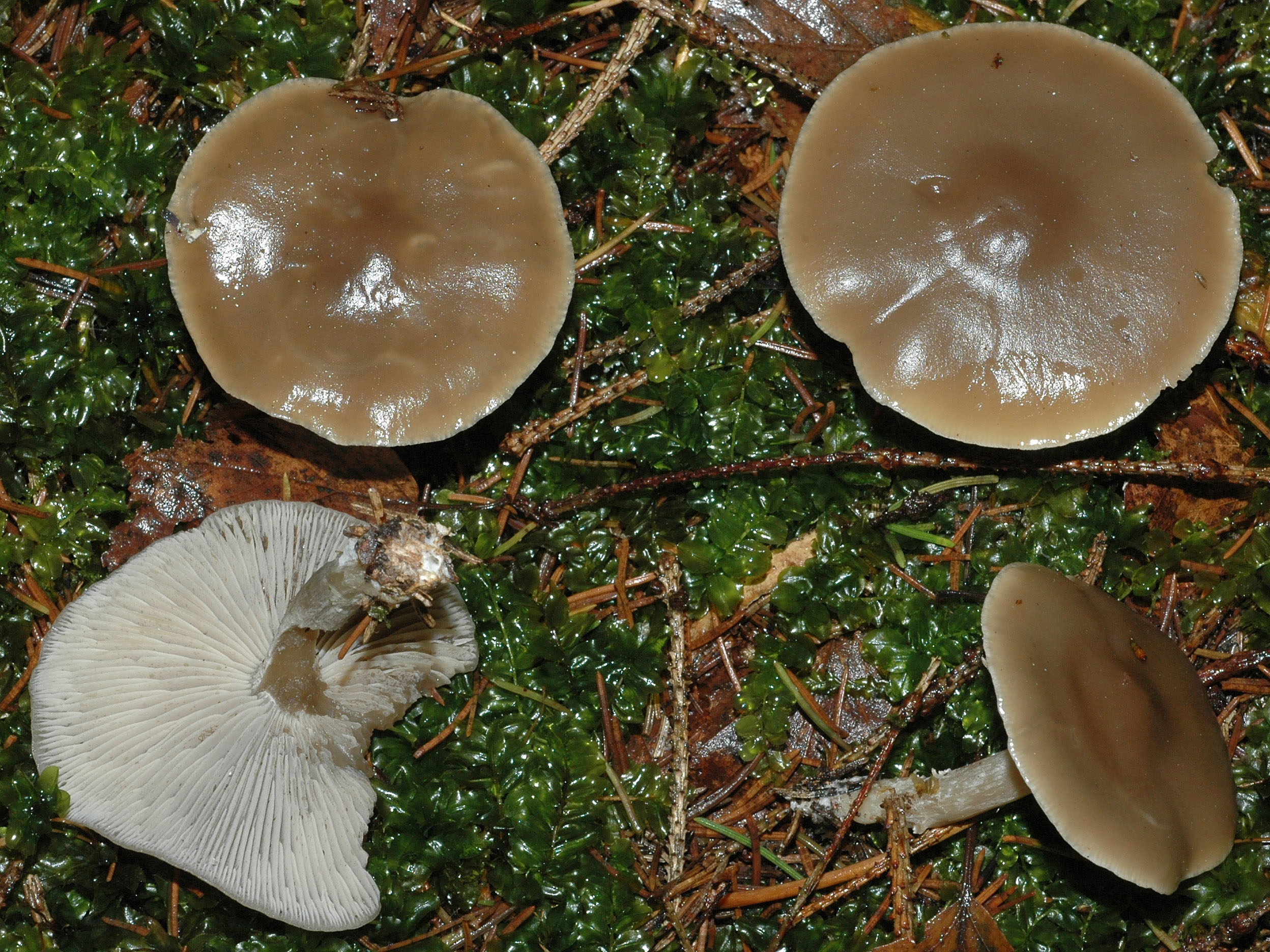 Краснушка Эвриголарктические грибы