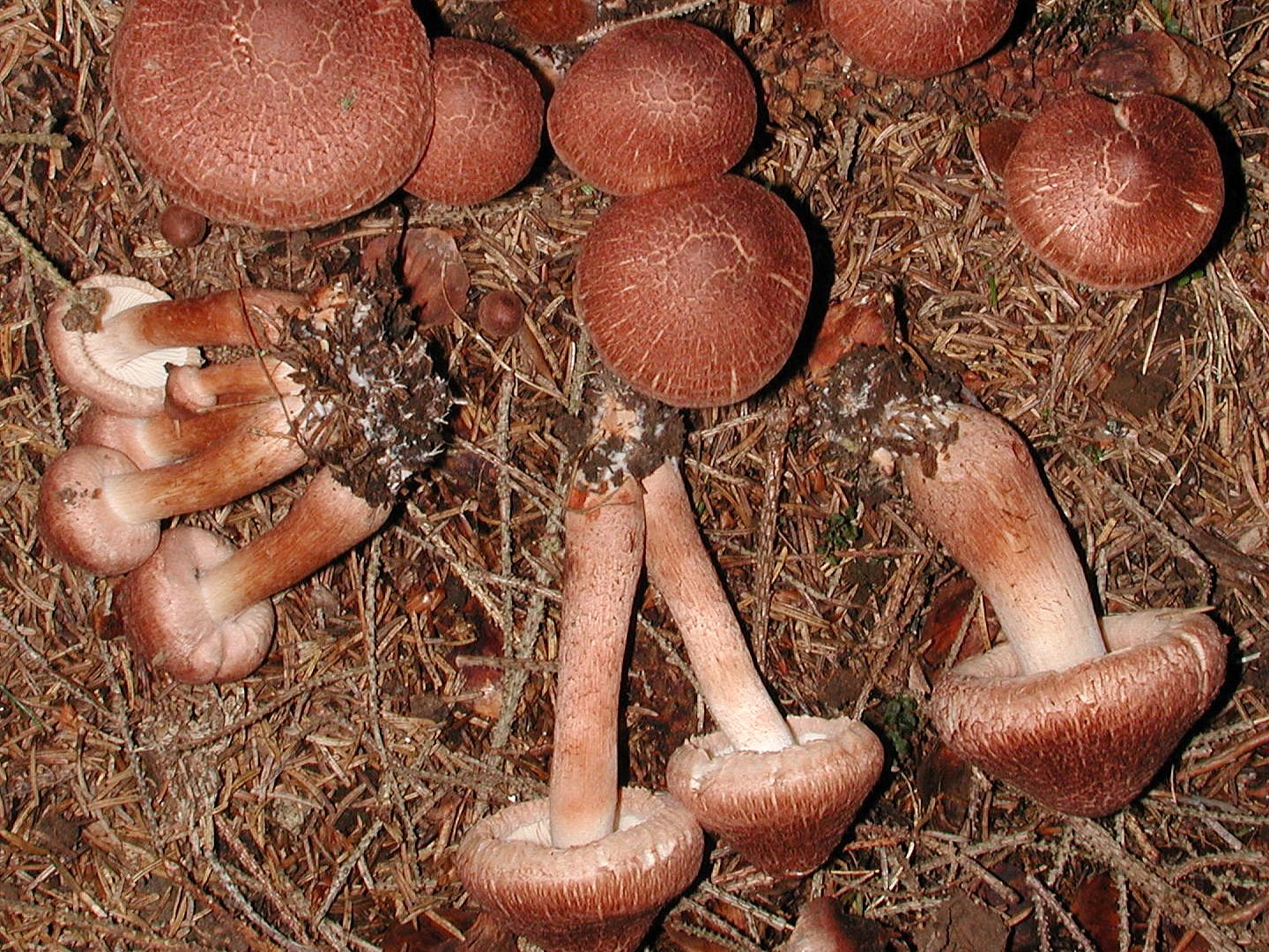 Рядовковые грибы