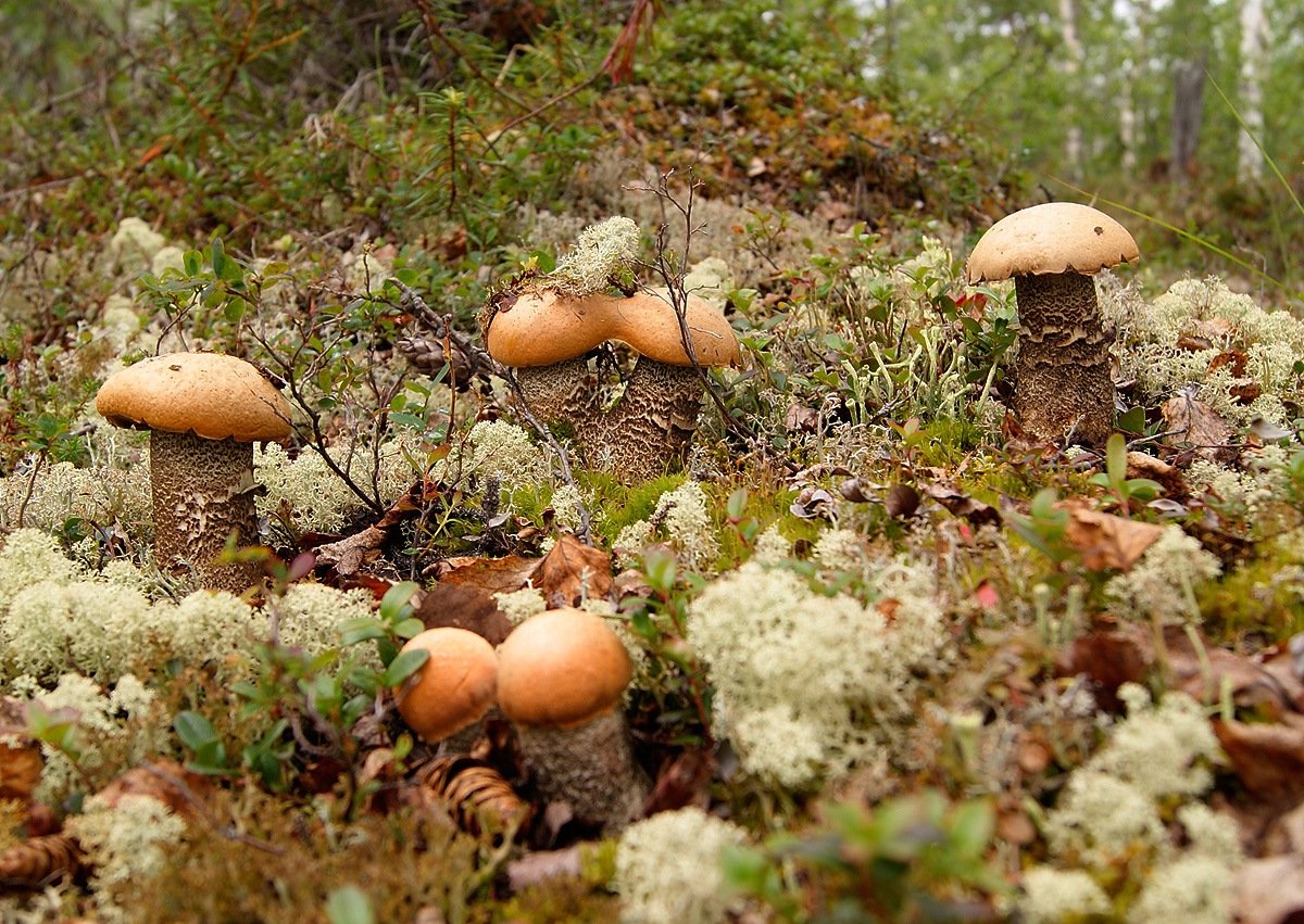 Воркута грибы в тундре