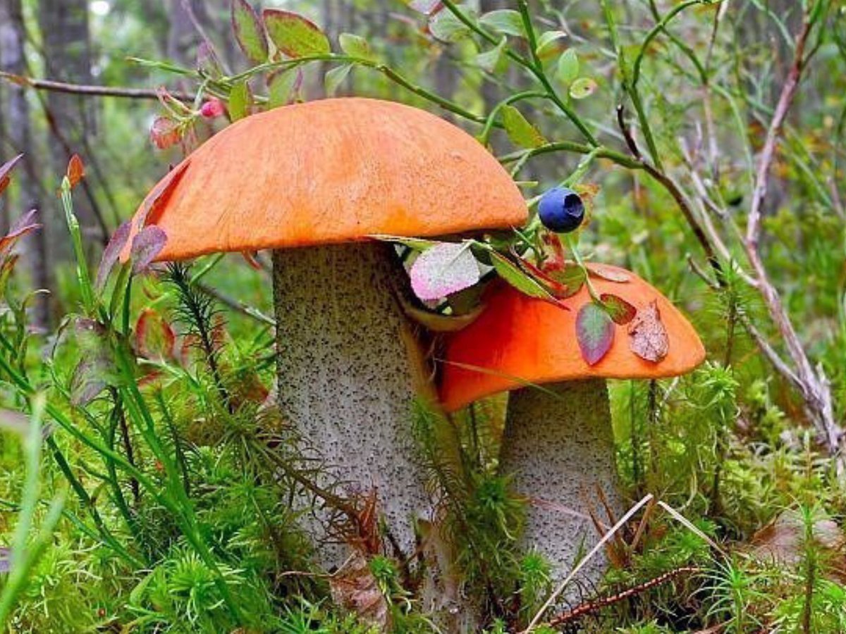 Красноголовики грибы