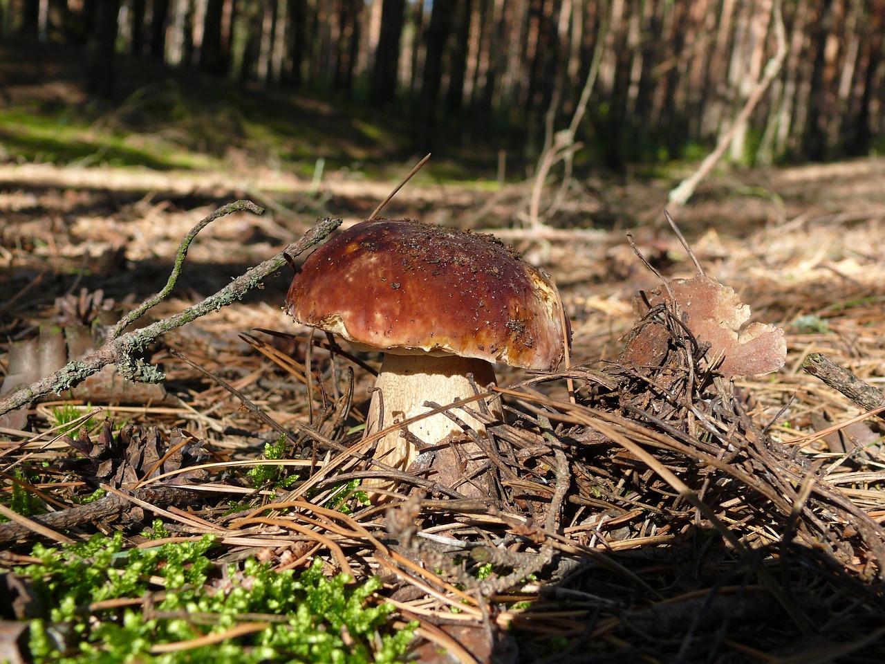 Фото белых грибов в лесу много