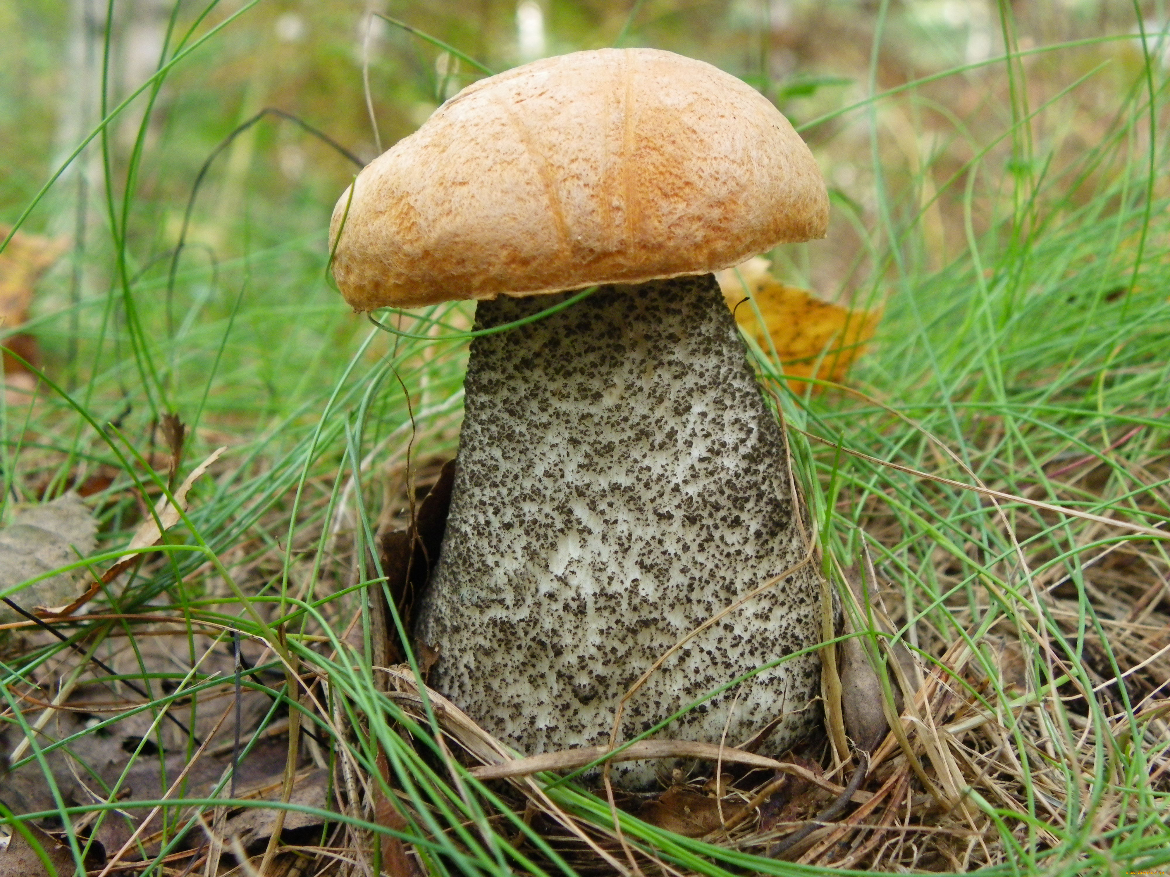 Подосиновик белый гриб фото