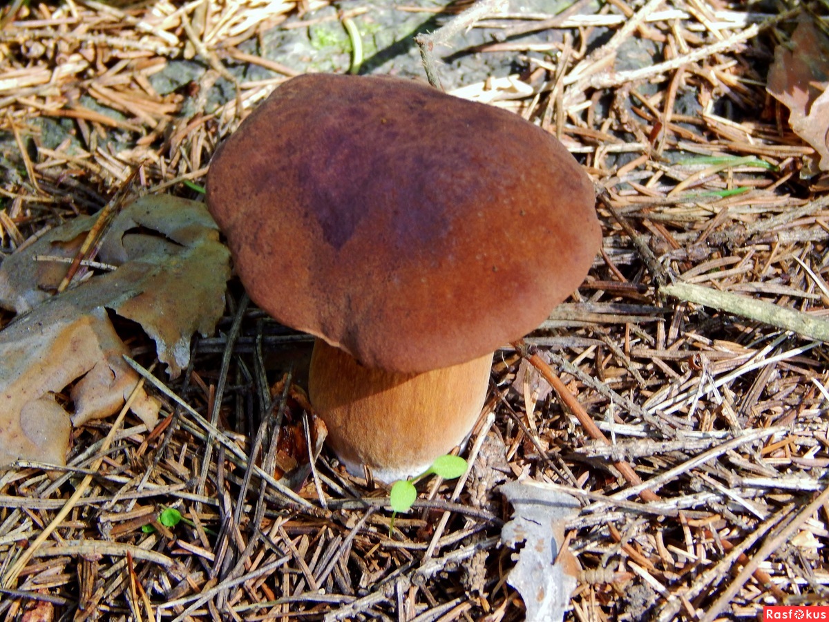 Бархатистый гриб коричневый