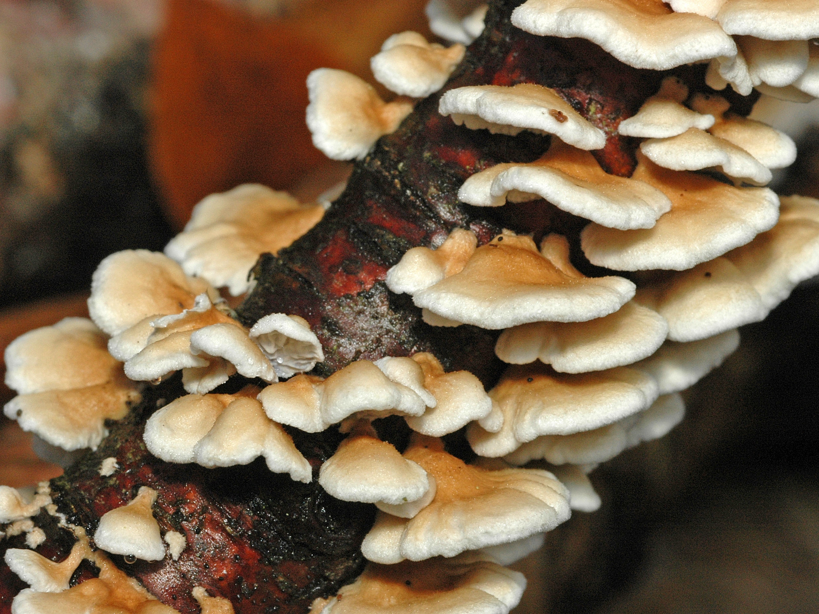 Фунгус древесный гриб