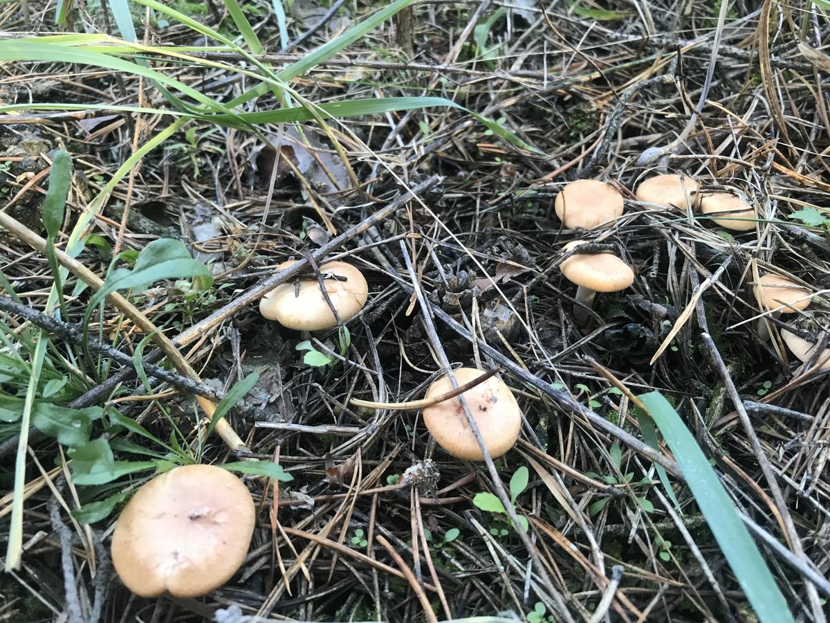 грибы оренбургской области фото и названия