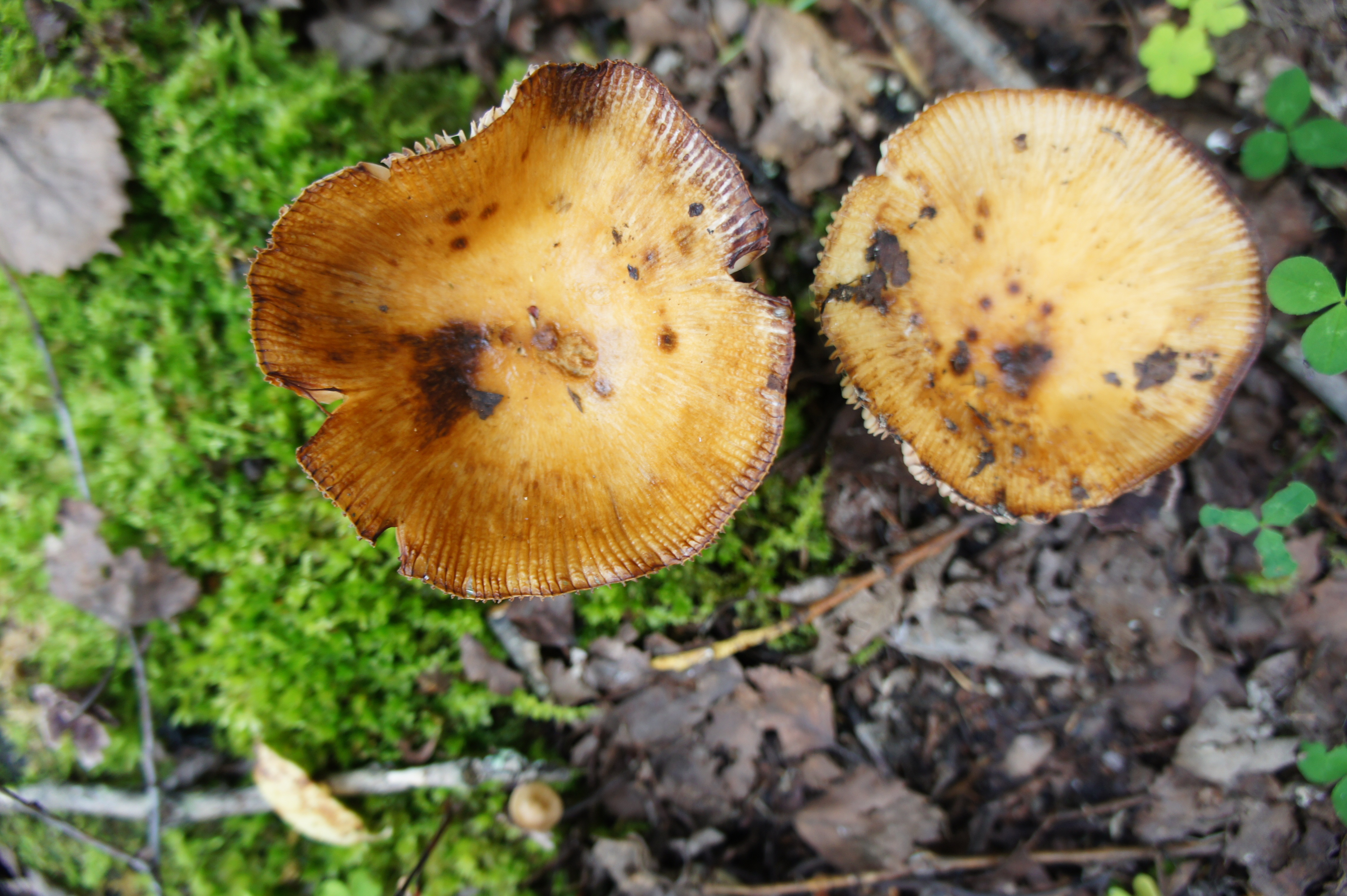 грибы растущие в сосновом лесу фото