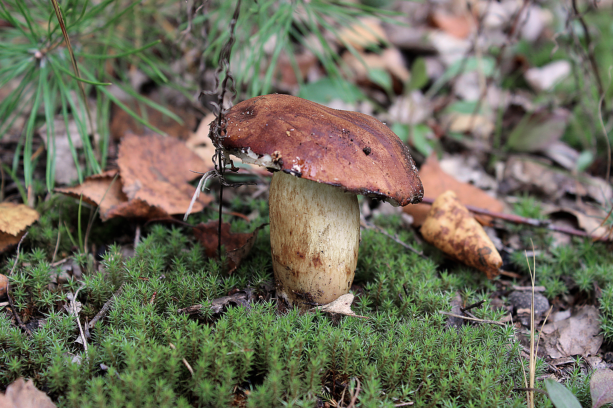 Съедобные грибы в Сосновом лесу