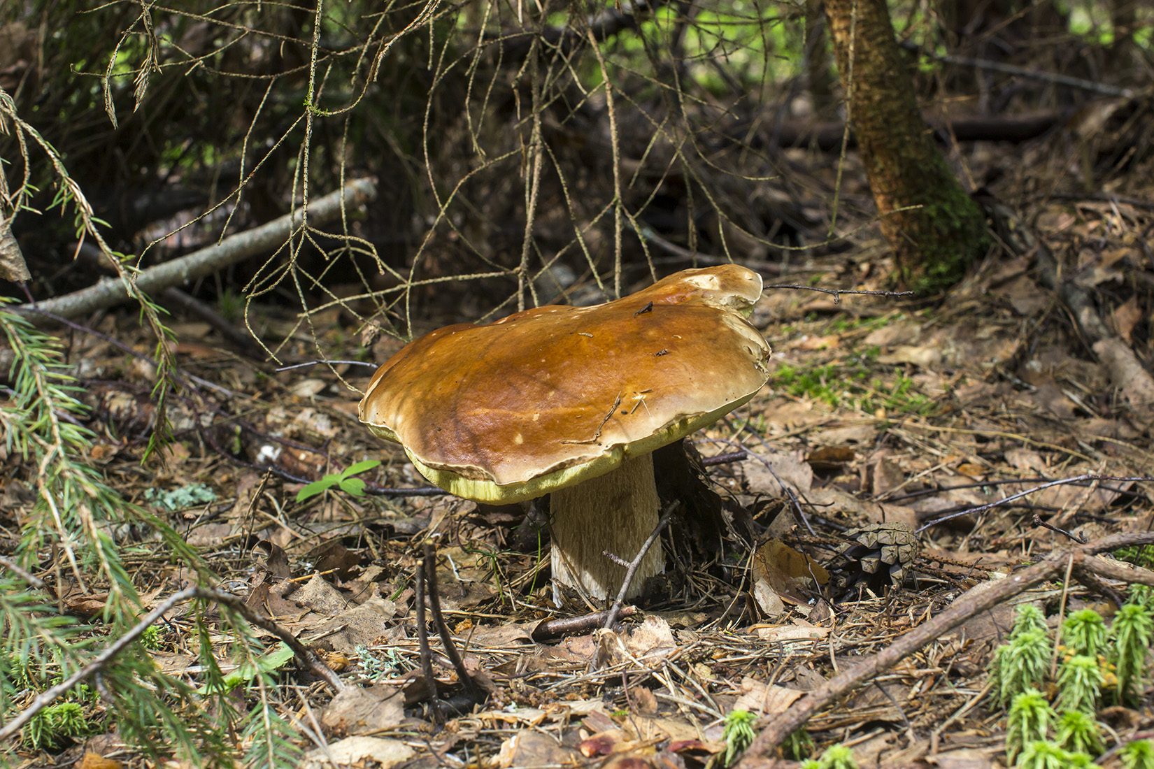 Съедобные грибы Тверской области