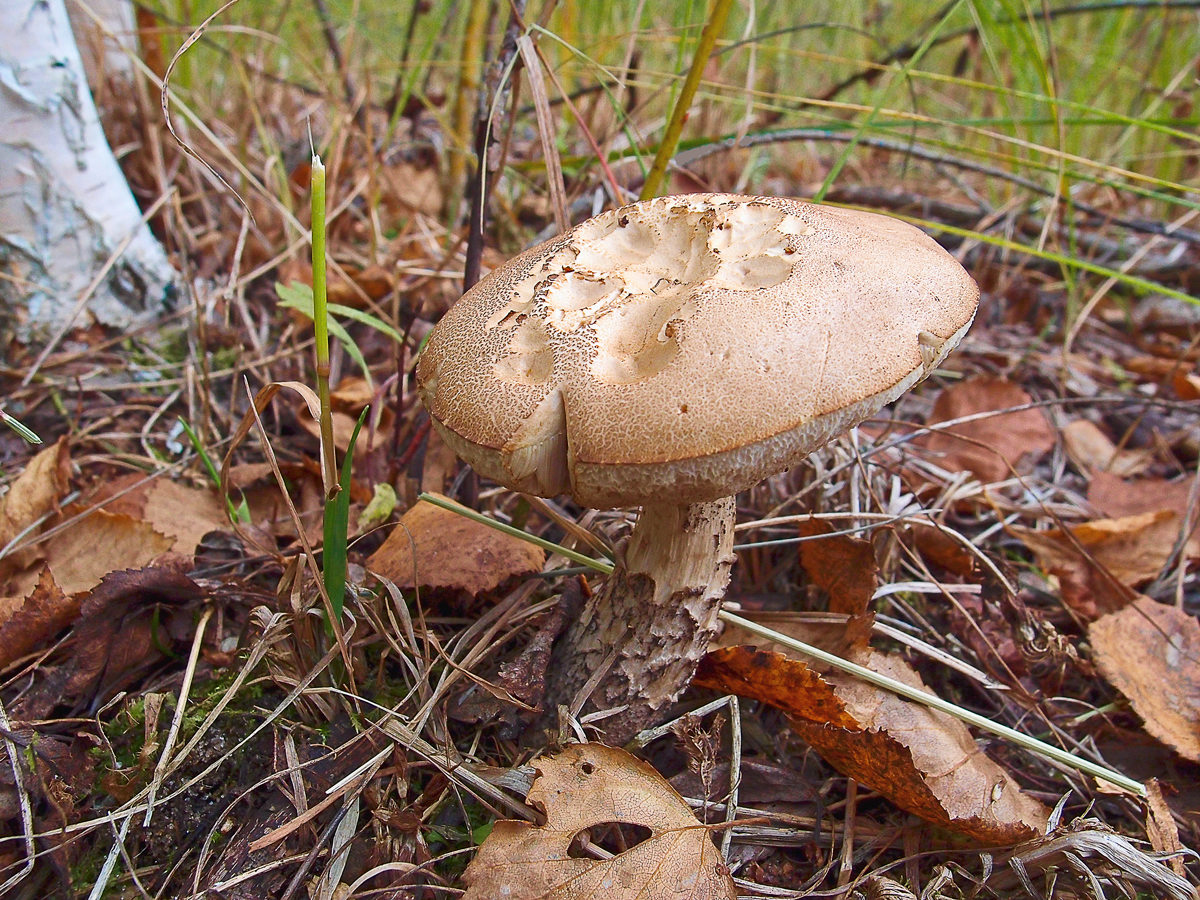 Съедобные грибы в смоленской области фото и описание