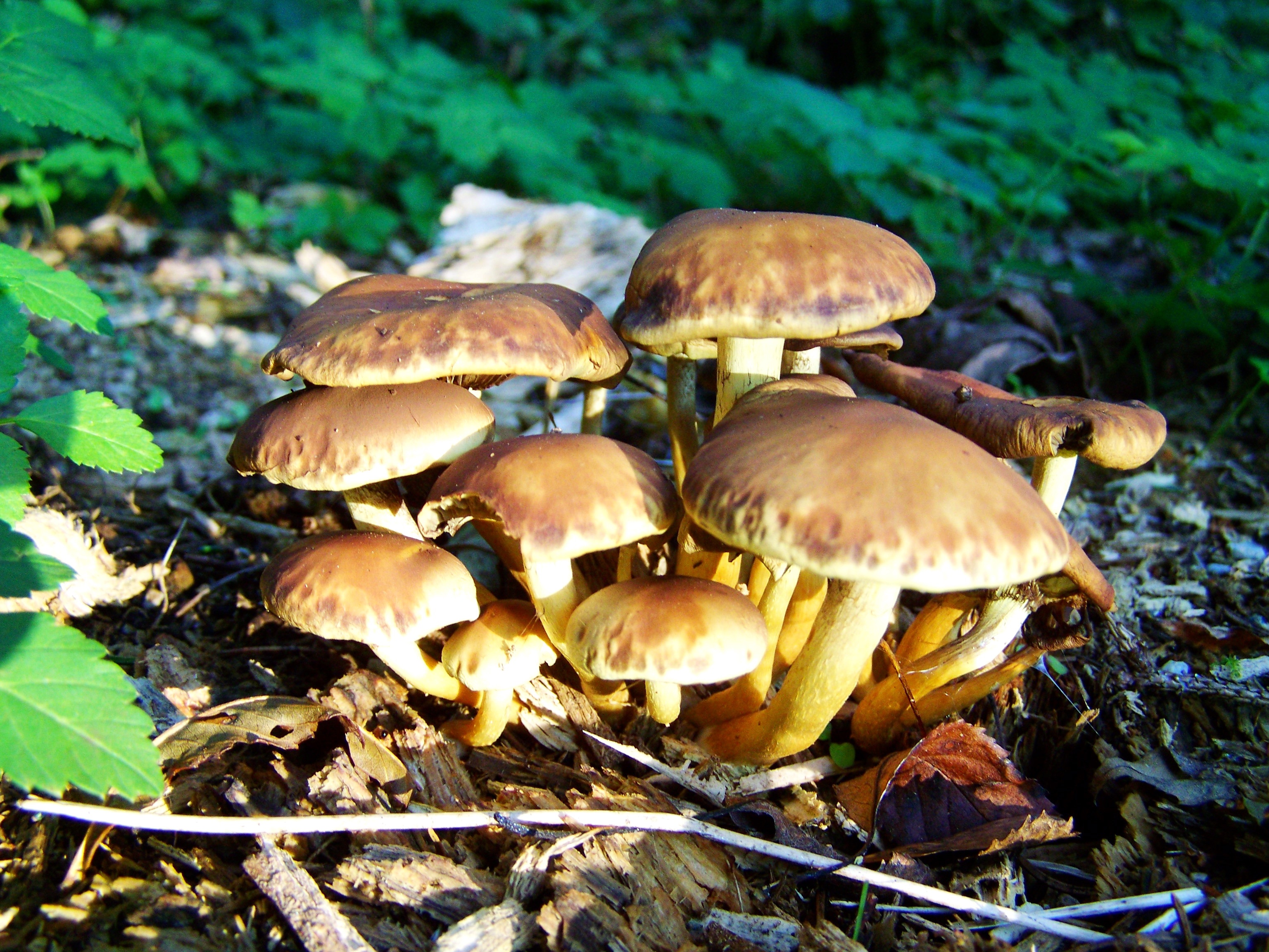 Все виды съедобных грибов с фото